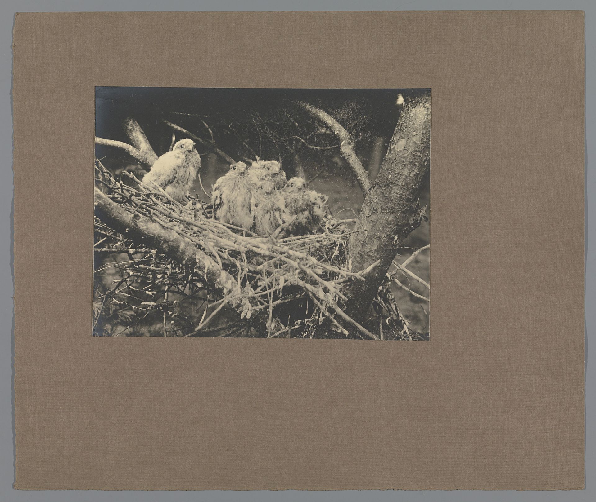 Jonge torenvalken in een nest by Richard Tepe