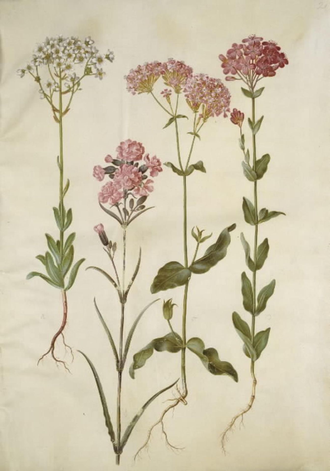 Saxifraga paniculata (klippe-stenbræk); Silene viscaria (almindelig tjærenellike); Silene armeria (knippe-limurt); by Hans Simon Holtzbecker