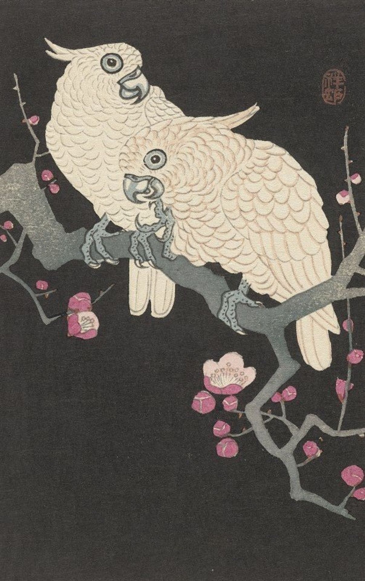 Two cockatoo and plum blossom by Ohara Koson