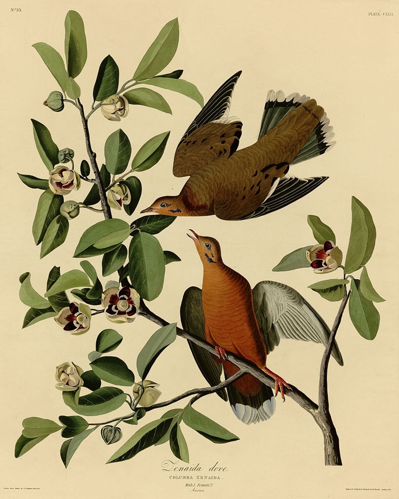 Plate 162 Zenaida Dove by John James Audubon