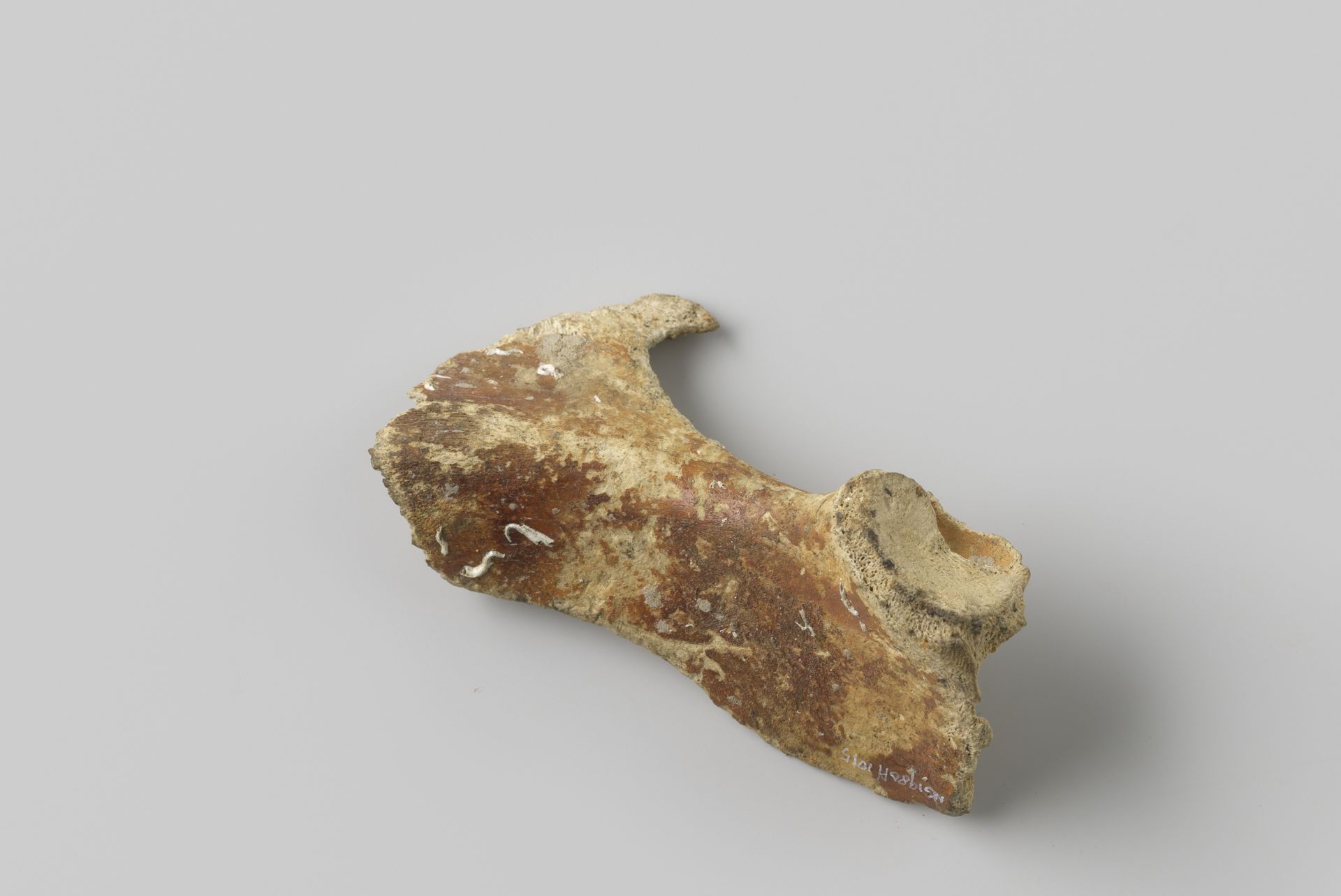 Fragment varkensbot uit het wrak van de Oost-Indiëvaarder Hollandia by niet van toepassing