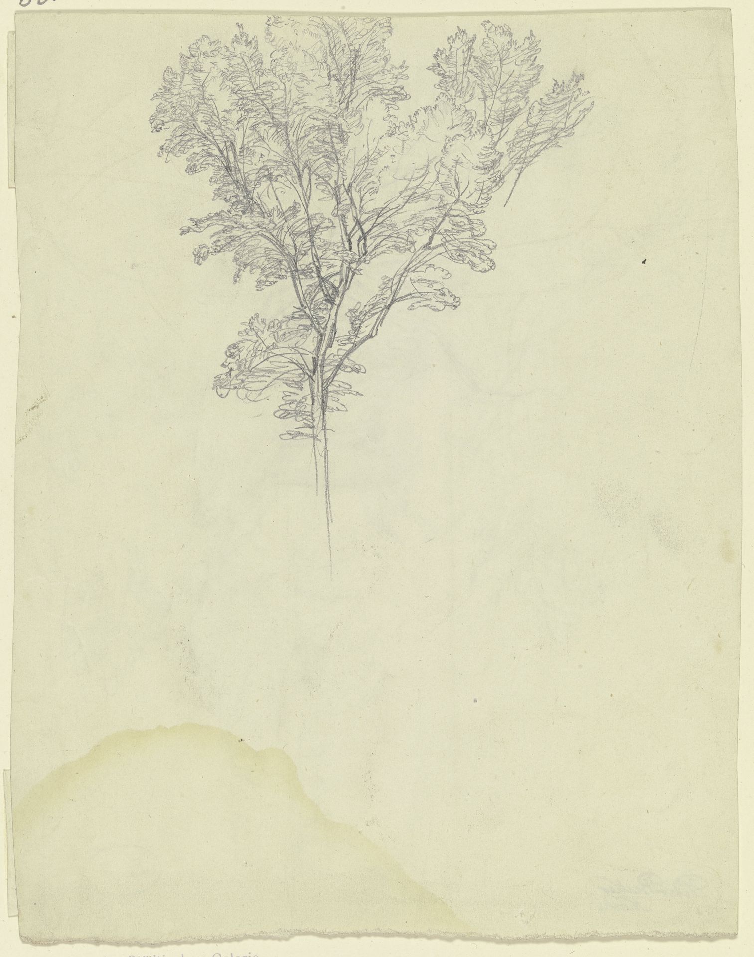 Tree by Peter Becker