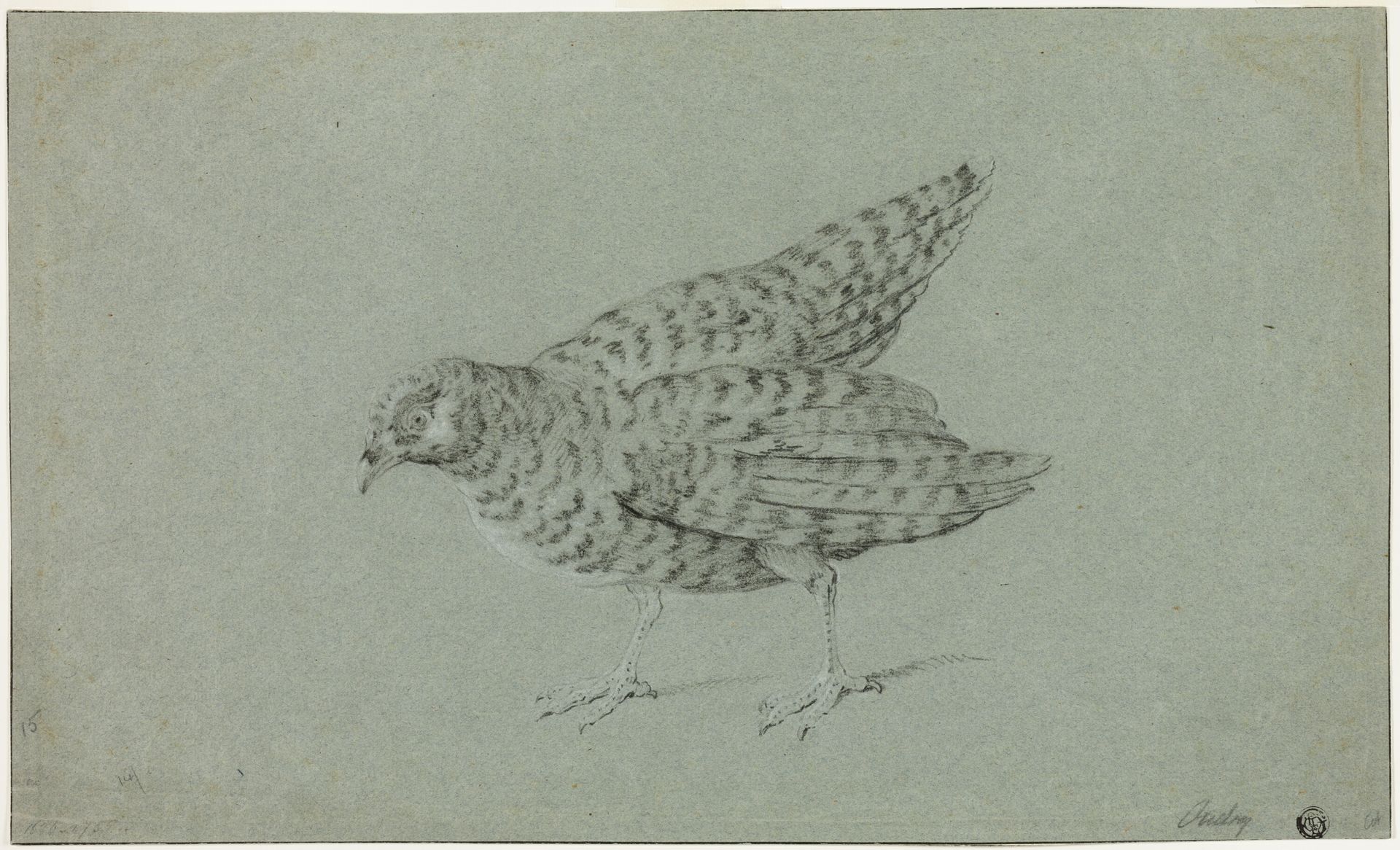 Partridge by Jean-Baptiste Oudry