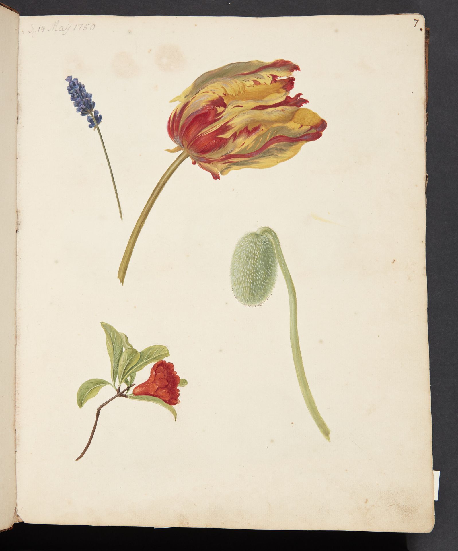 Studie af tulipan og andre blomster by Johanna Fosie
