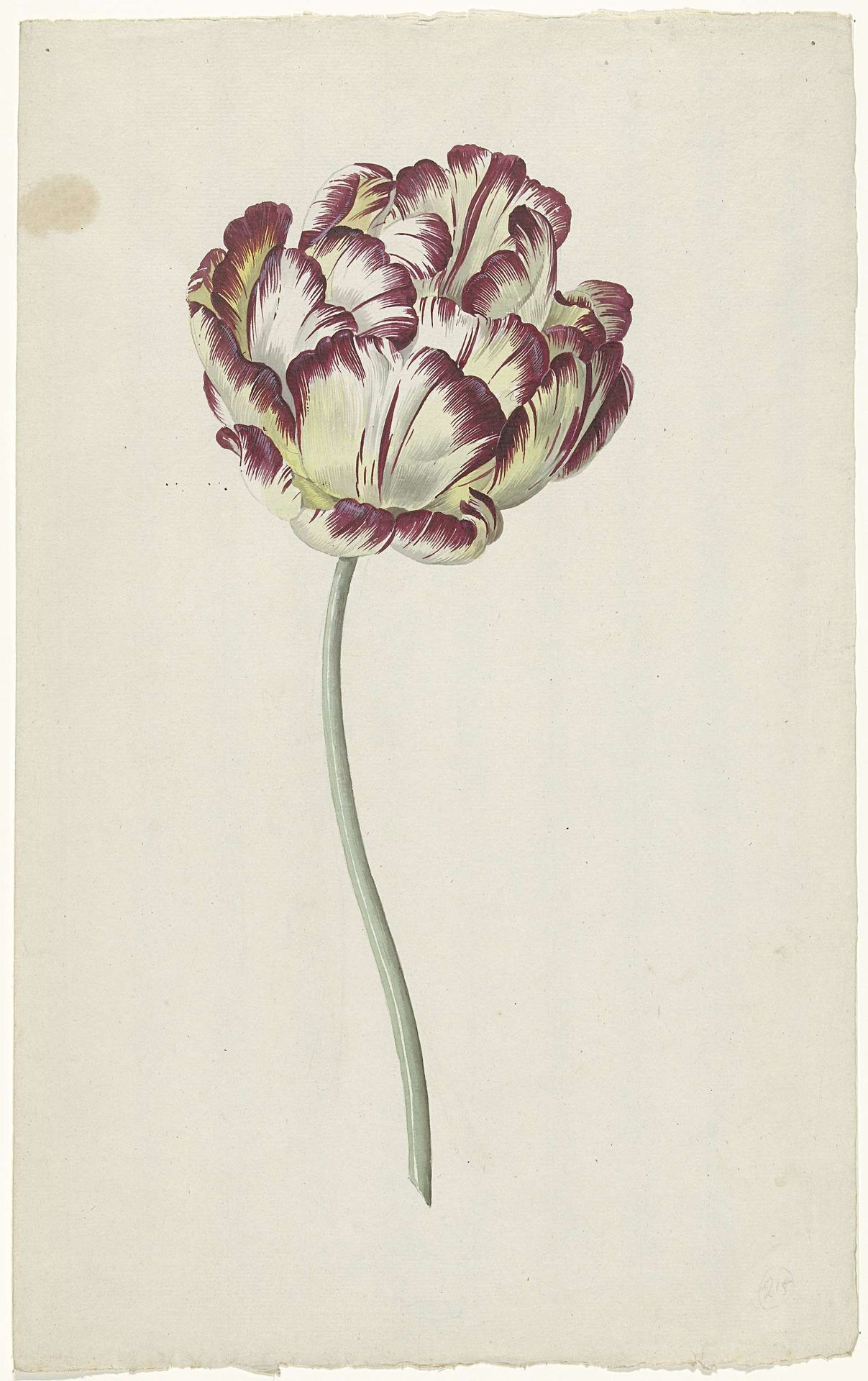 Tulip by Louis Moritz