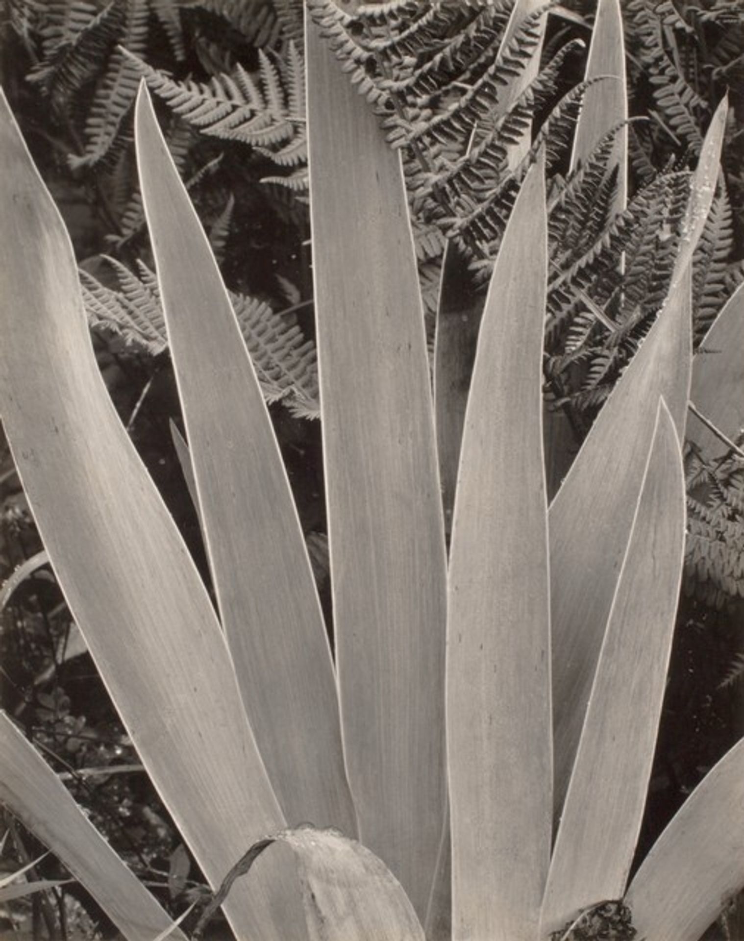 Wild Iris, Maine [recto] by Paul Strand