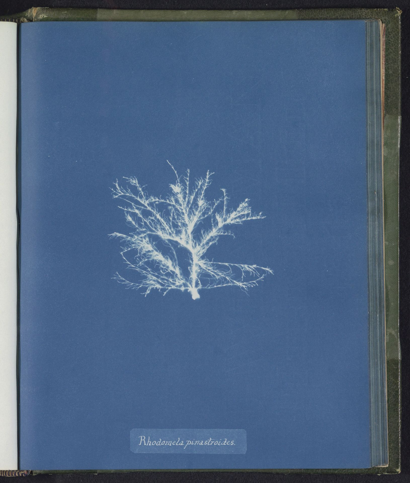 Rhodomela pinastroides by Anna Atkins