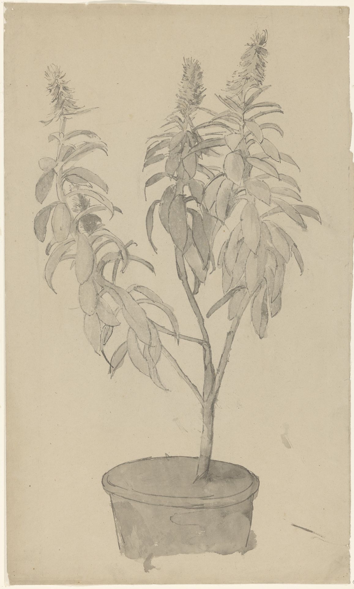 Bloeiende potplant by Cornelis Gerardus 't (1791-1871) Hooft