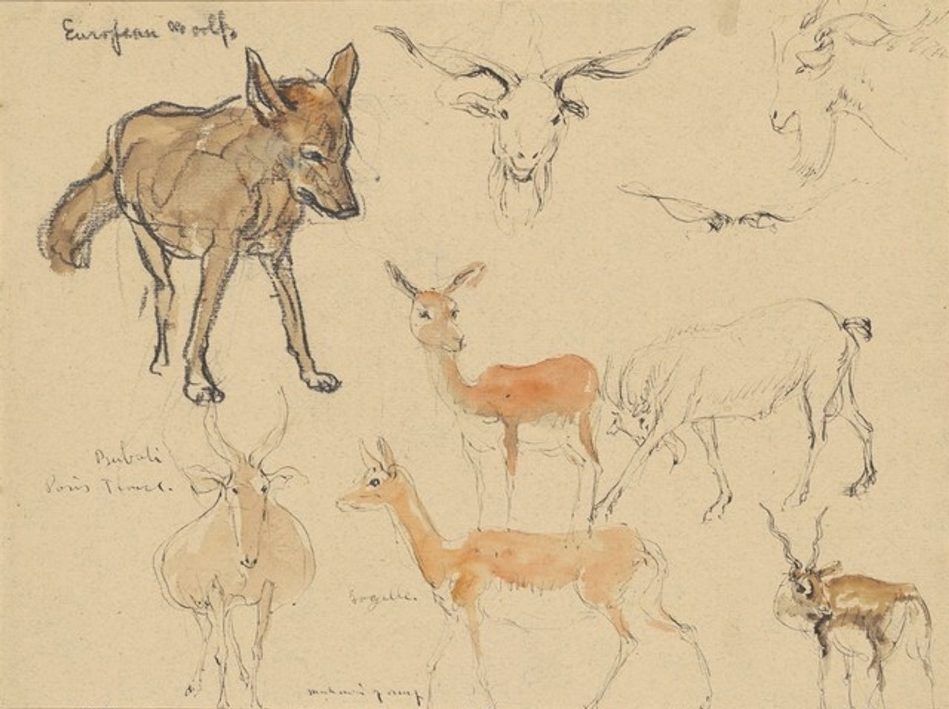 Studies of Animals by Mahonri Mackintosh Young