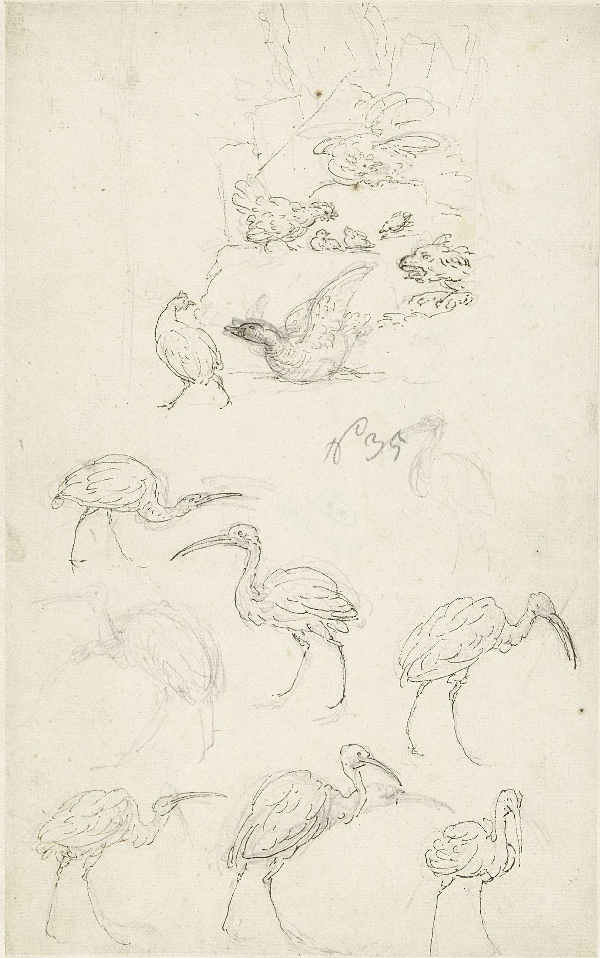 Studies van vogels by Abraham Meertens