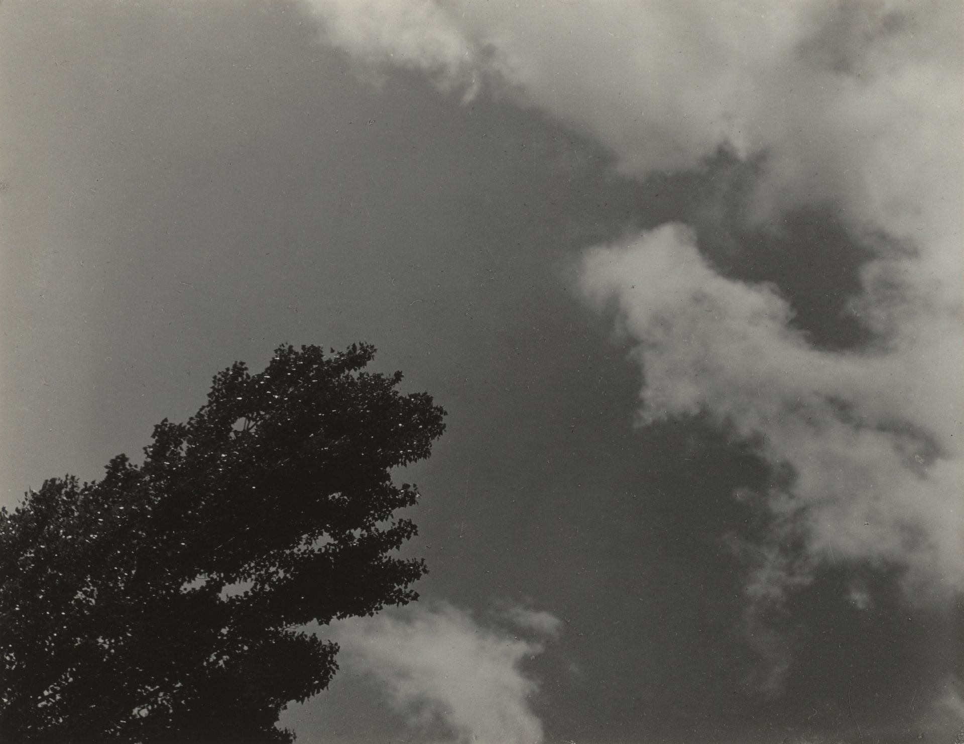 Songs of the Sky and Trees by Alfred Stieglitz
