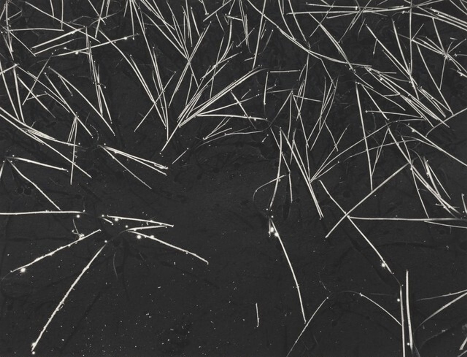 Grass and Pool, the Sierra Nevada, California by Ansel Adams