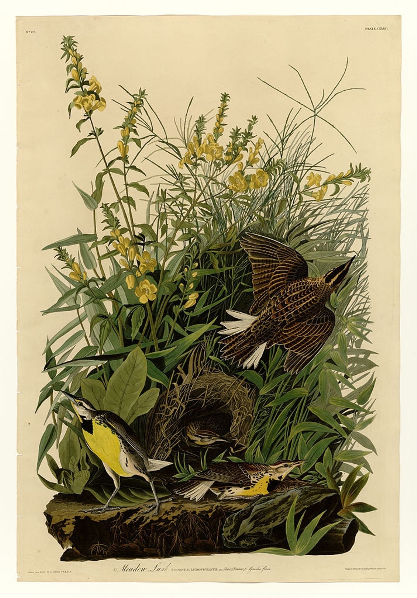 Plate 136 Meadow Lark by John James Audubon
