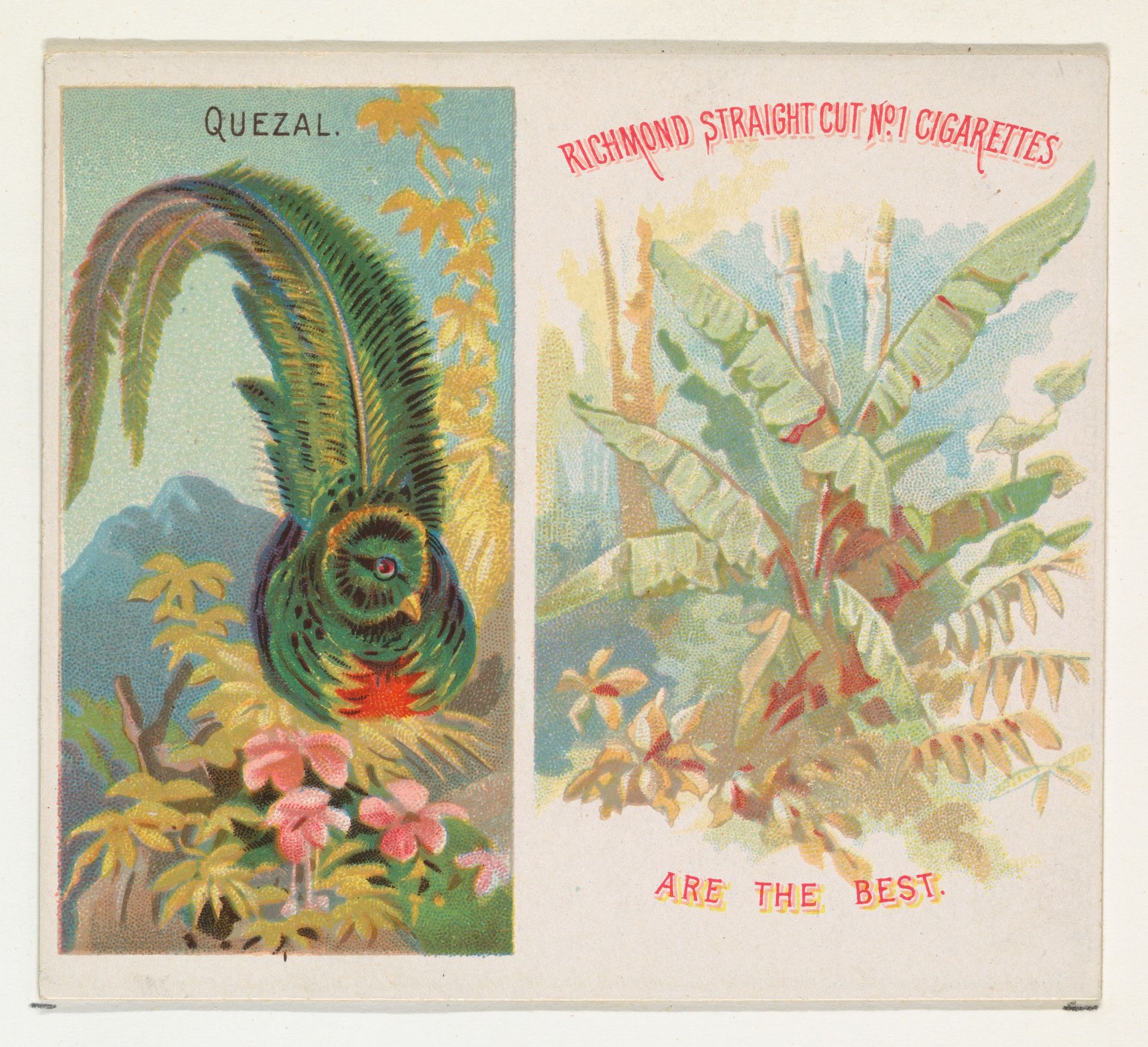 Quezal, from Birds of the Tropics series (N38) for Allen & Ginter Cigarettes by Allen & Ginter