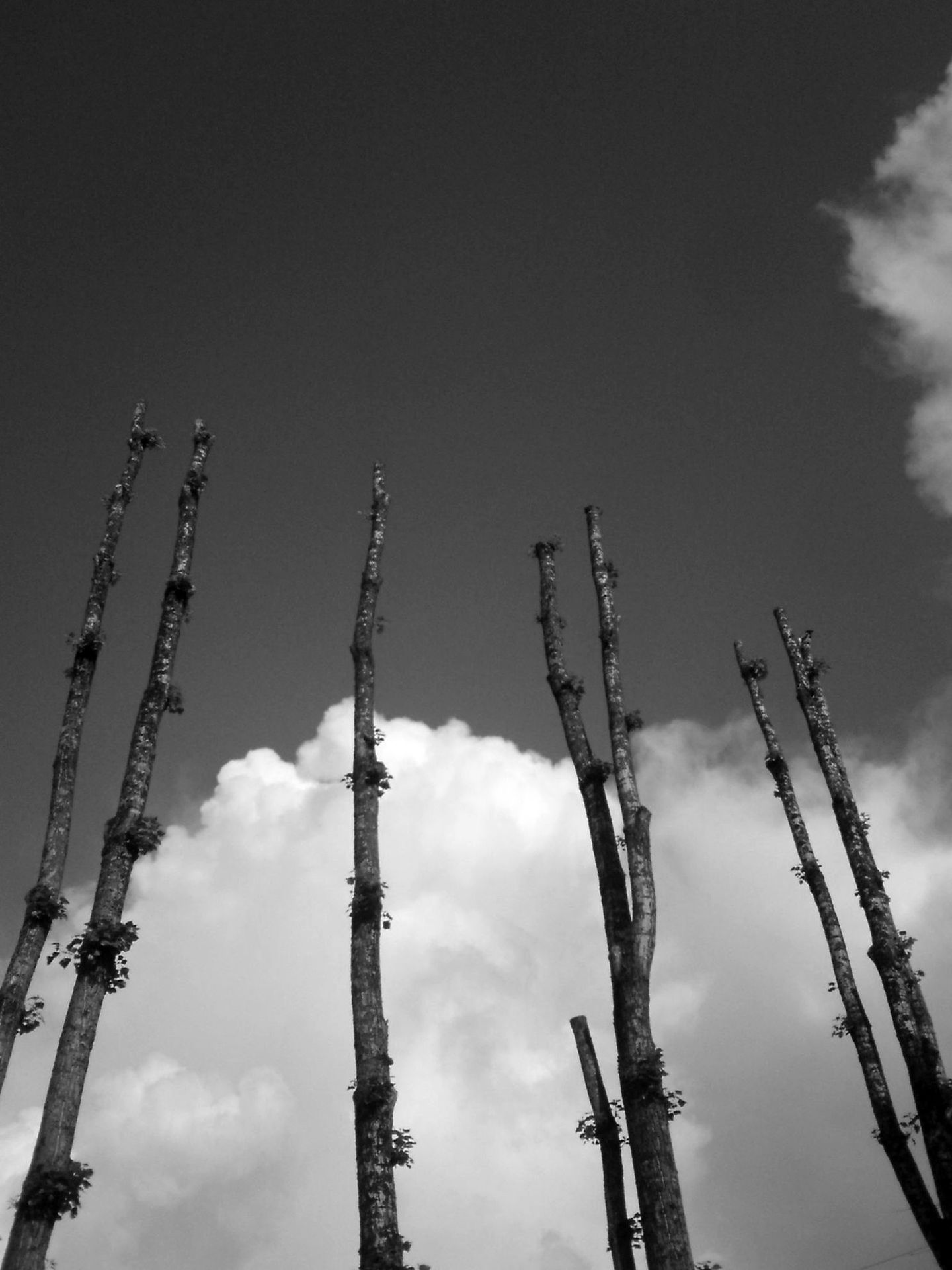 The poplars by Alfred Freddy Krupa