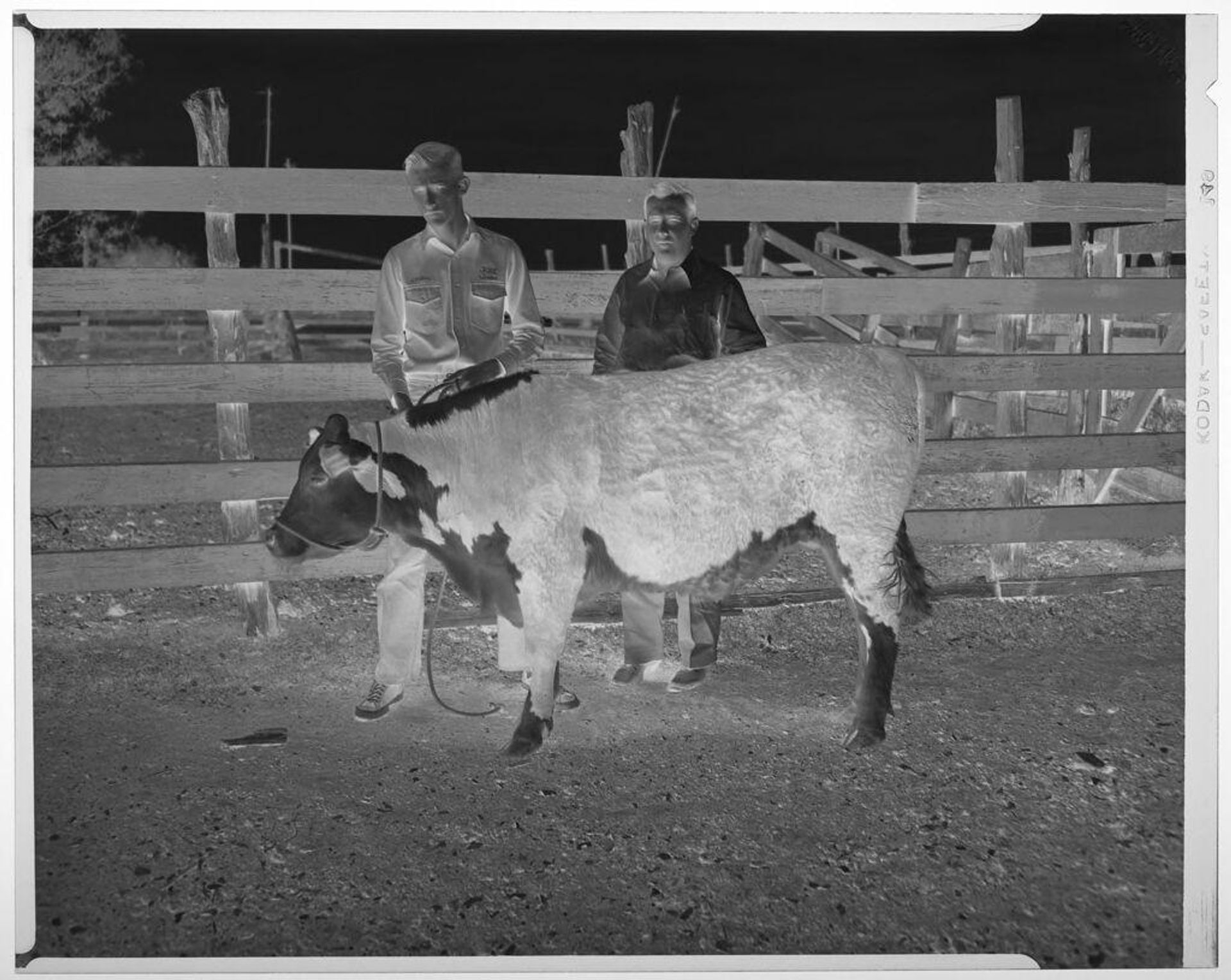 Untitled (two men with prize calf at Armo Mills Poultry Meeting) by Harry Annas