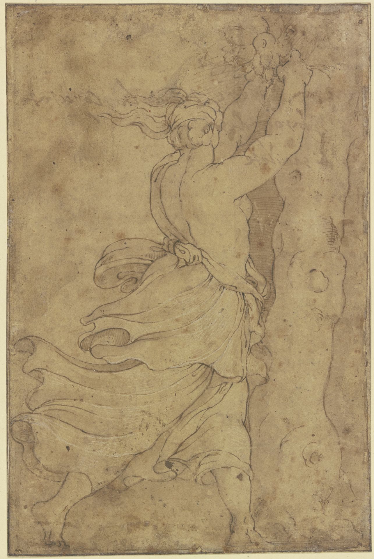 Eine halb entblößte Frau pflückt Früchte von einem Baum, Haar und Gewand fliegen im Wind by Polidoro da Caravaggio