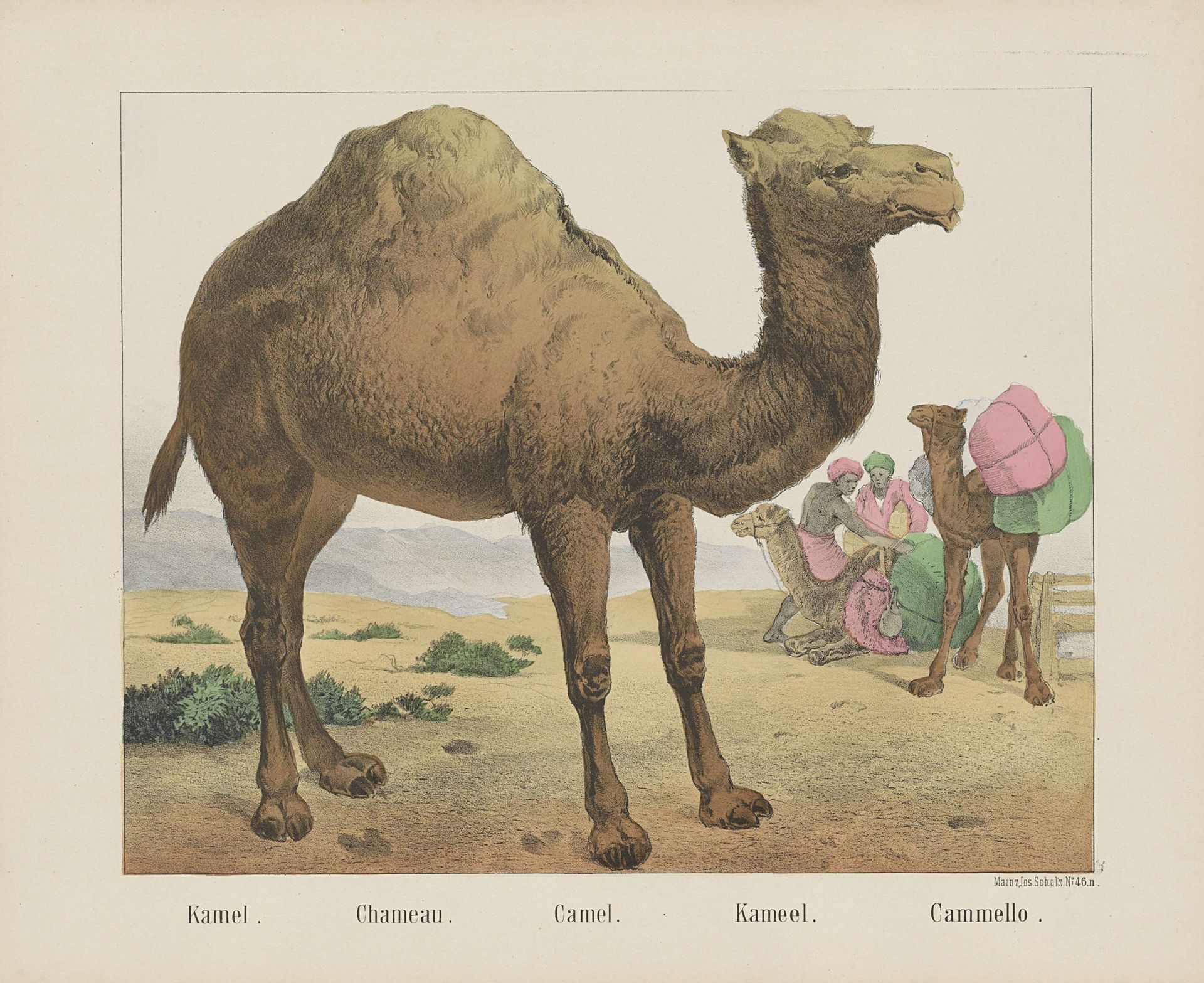 Kamel. / Chameau. / Camel. / Kameel. / Cammello by firma Joseph Scholz