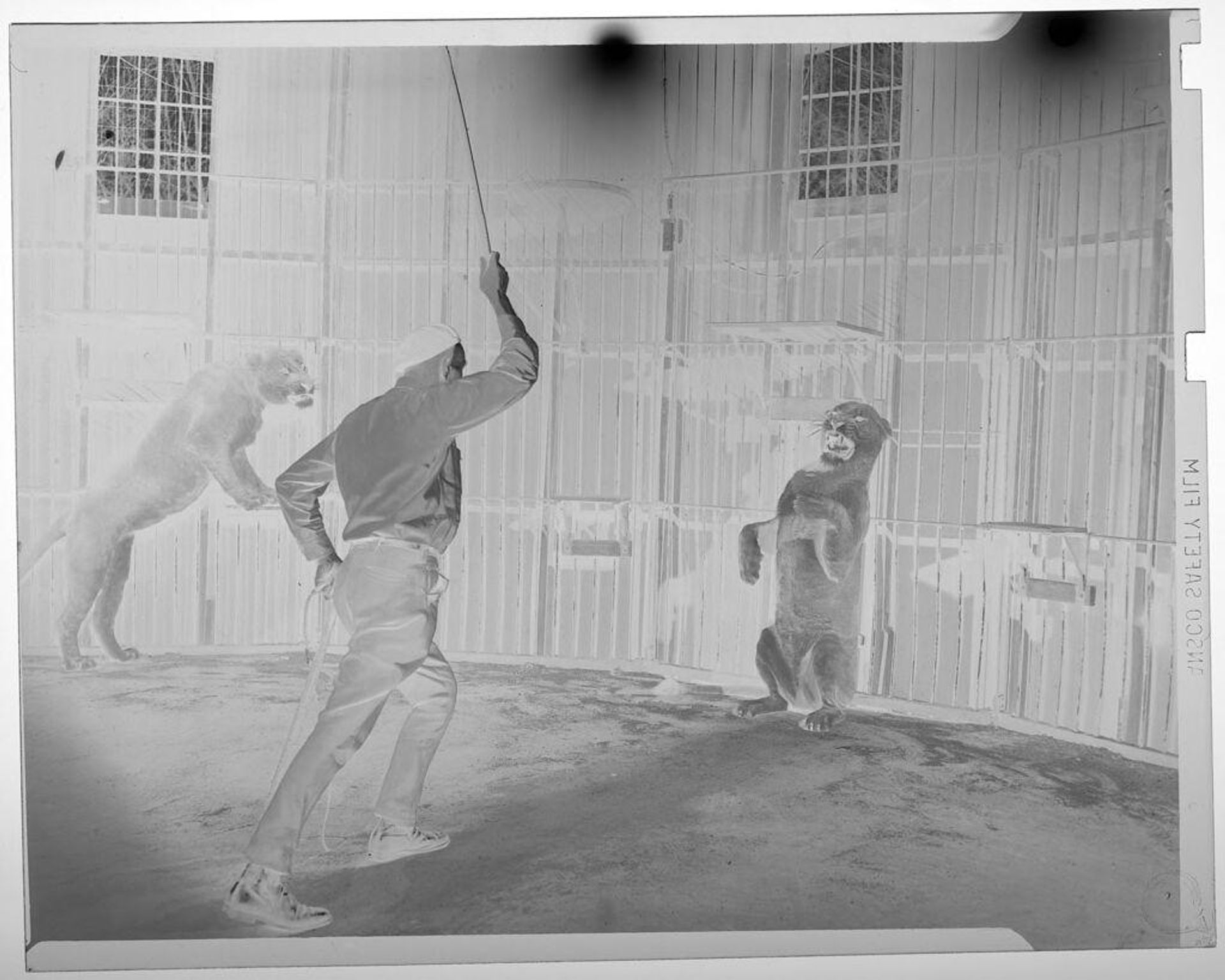 Untitled (trainer holding whip at two lions inside large cage) by Jack Gould