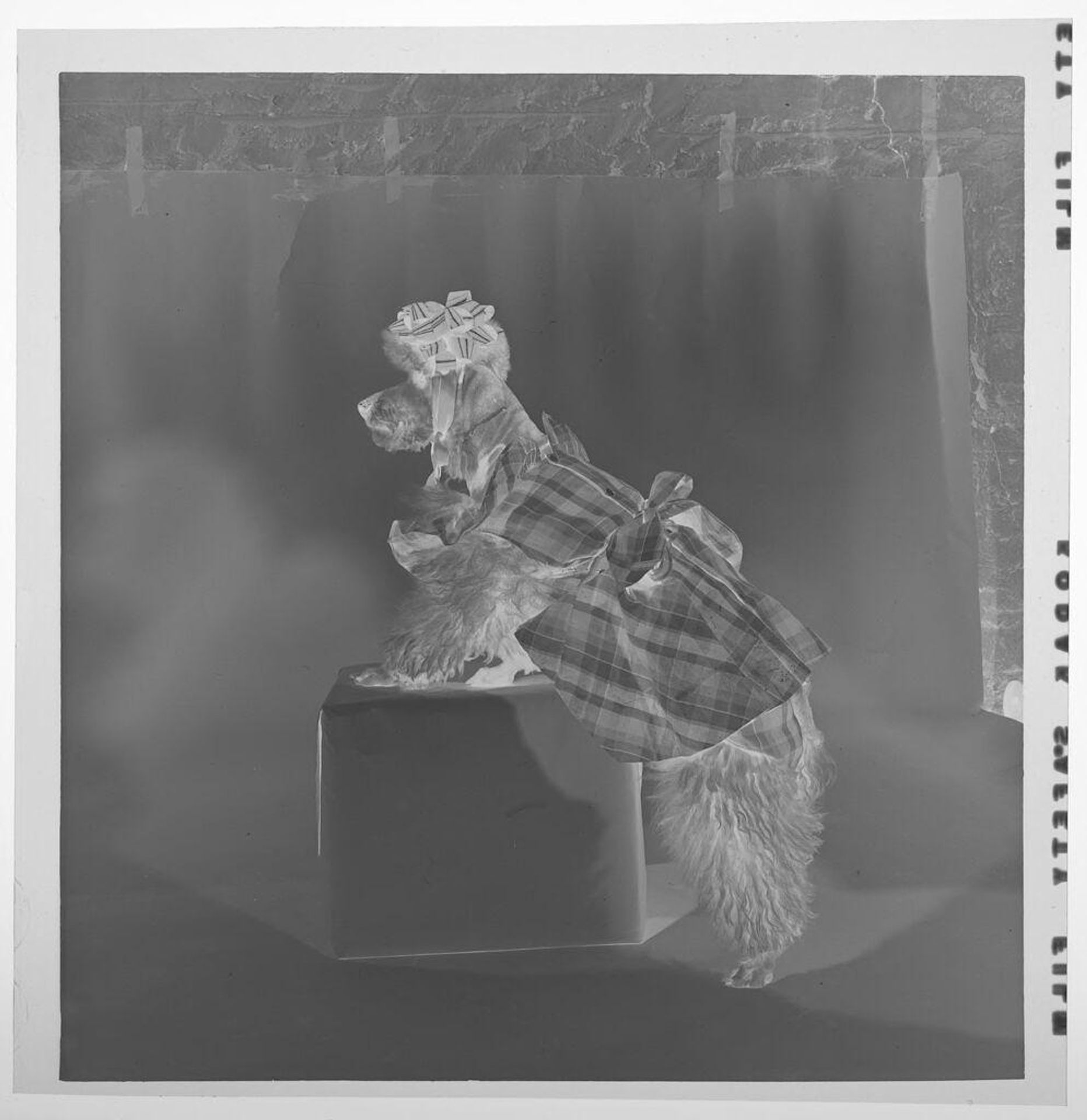 Untitled (dog dressed up in clown suit) by Jack Gould