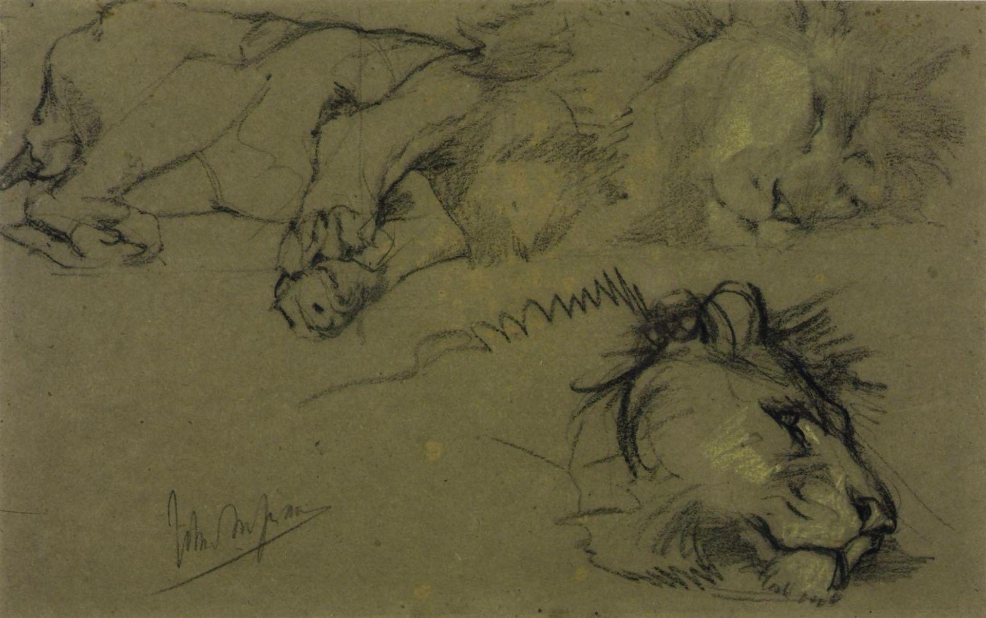 Head of a Lion and Lion Lying Down by John Macallan Swan