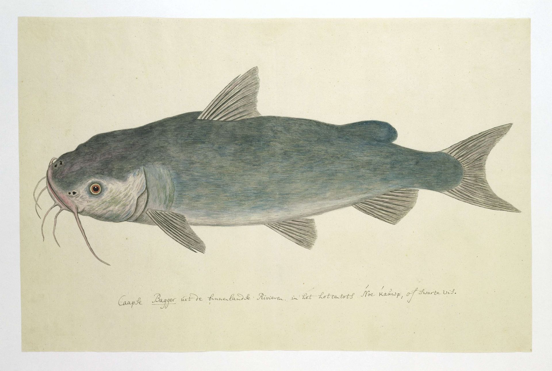 Clarias stappersii (catfish) by Robert Jacob Gordon