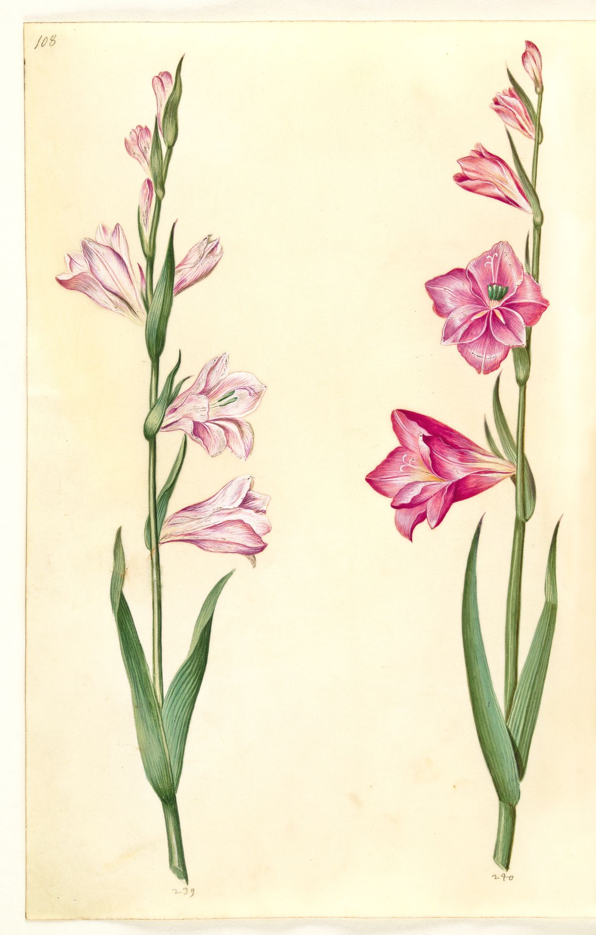 Gladiolus communis (almindelig gladiolus) by Hans Simon Holtzbecker