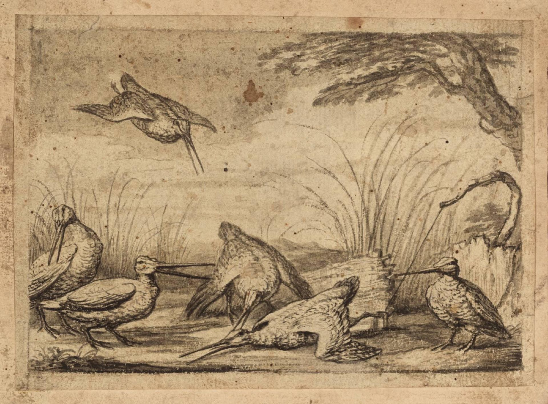 Woodcocks by Francis Barlow