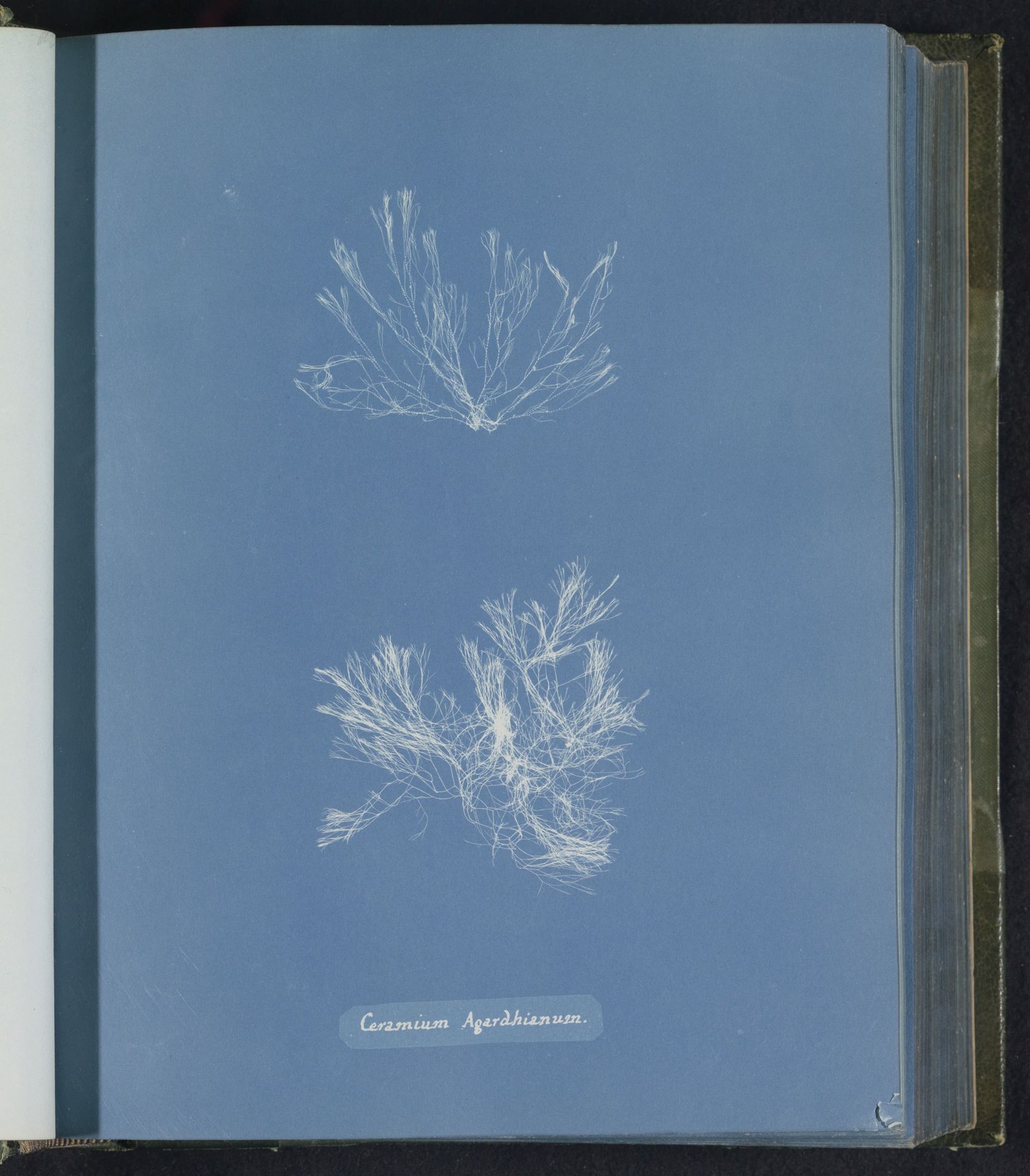 Ceramium agardhiarum by Anna Atkins