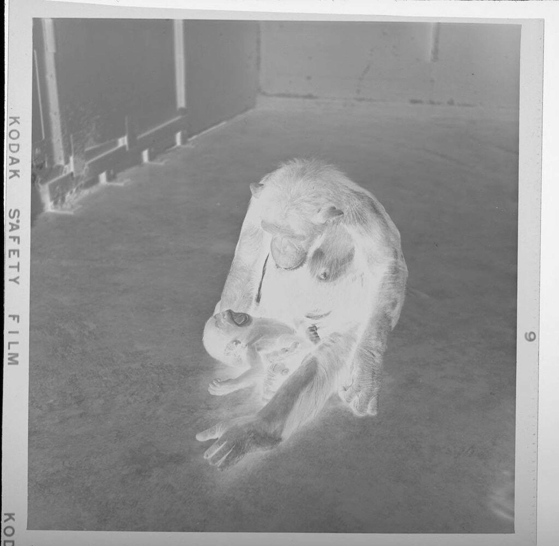 Untitled (mother chimp holding baby chimp) by Jack Gould