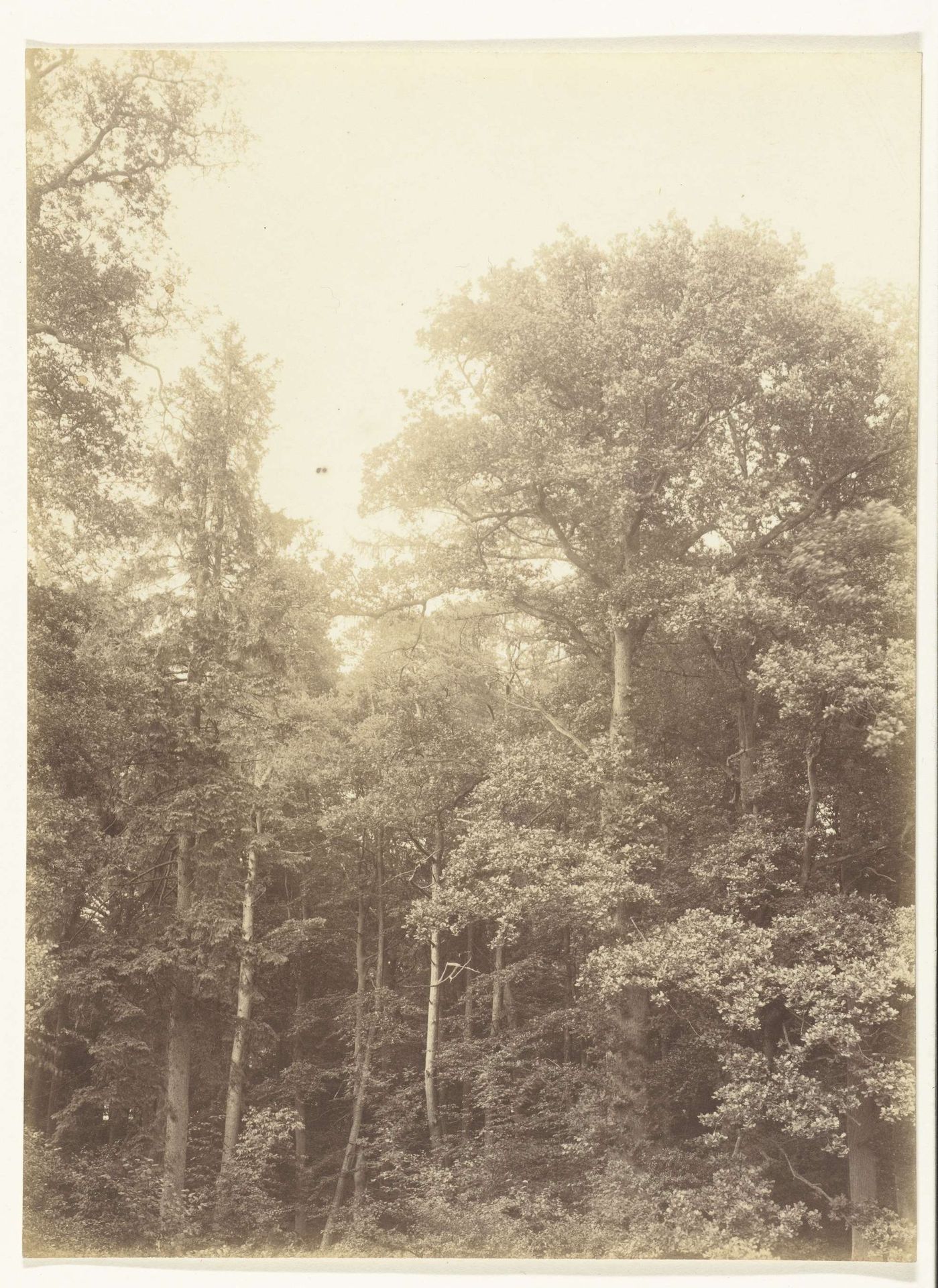 Bomen in park Twickel in Delden by Richard Tepe
