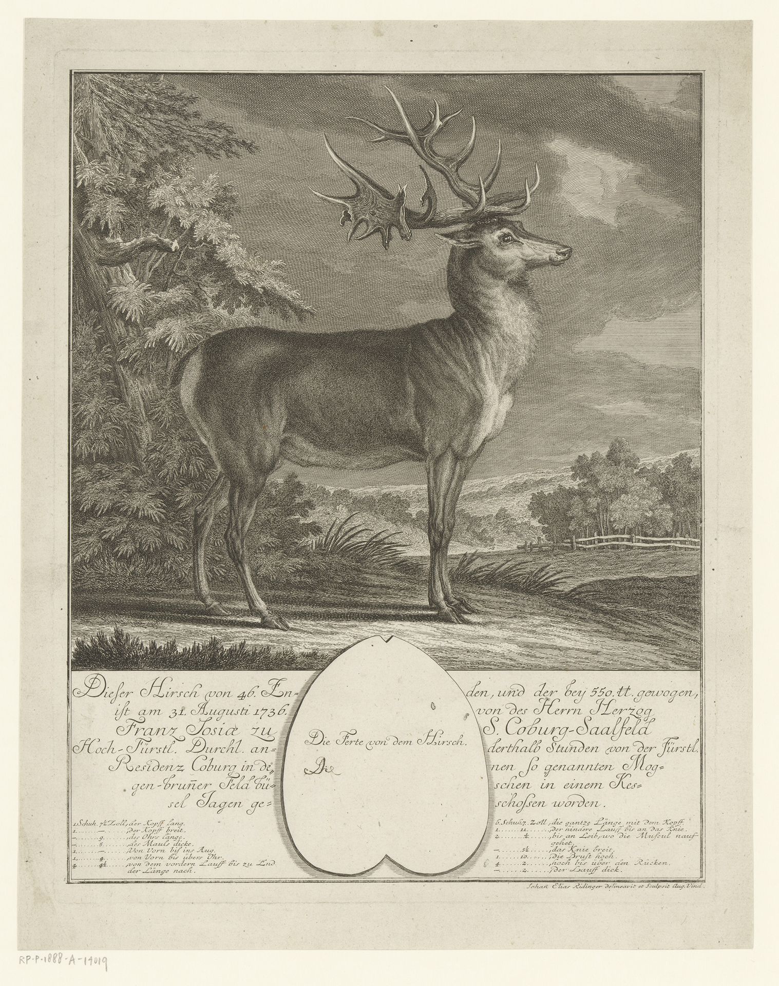 Zeer groot hert by Johann Elias Ridinger