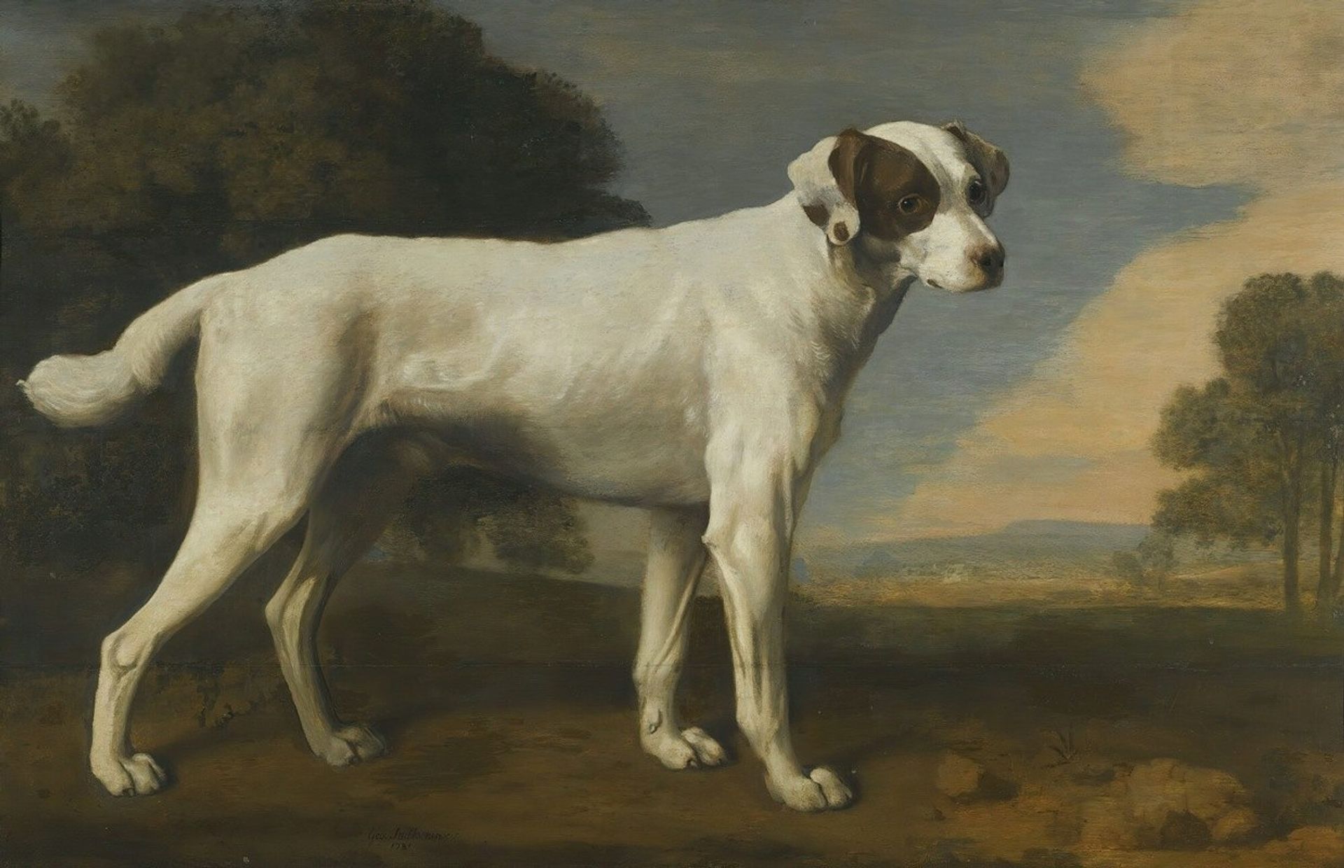 Viscount Gormanston’s White Dog by George Stubbs