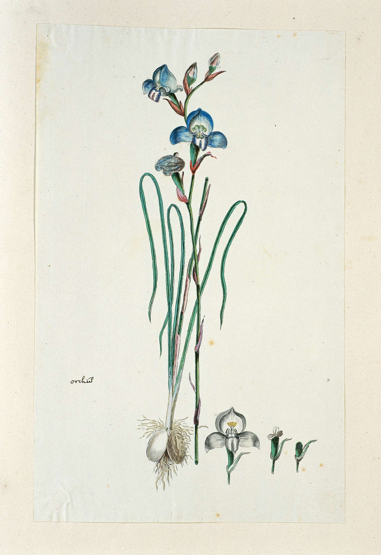 Disa graminiflolia Ker Gawl. Ex Spreng. (Blue disa) by Robert Jacob Gordon