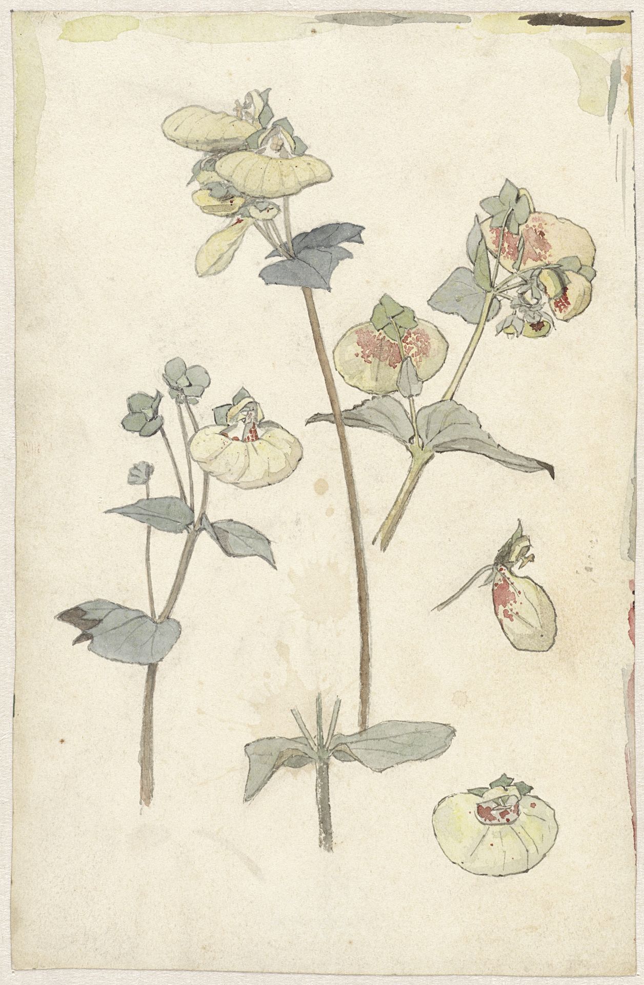 Bloemstudies by Theo Nieuwenhuis