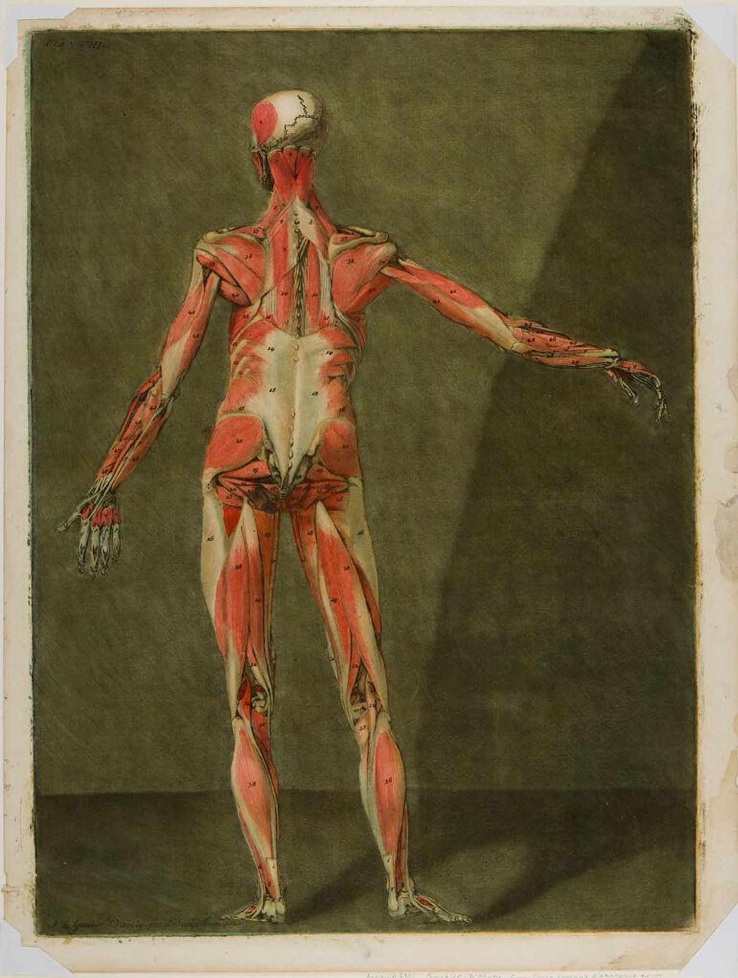 Anatomical Dissection: A Standing Male Seen from the Back, Second Muscle Layer by Arnauld-Ãloi Gautier D'Agoty