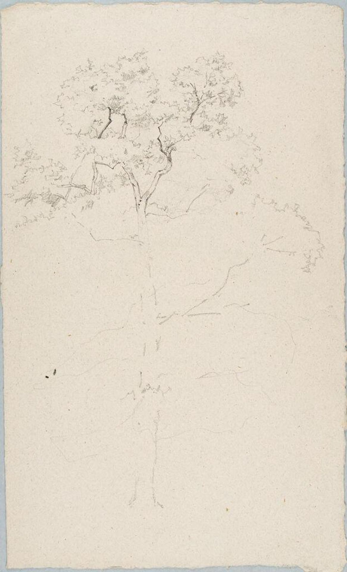 Sketch of a Tree by William Valentine Schevill