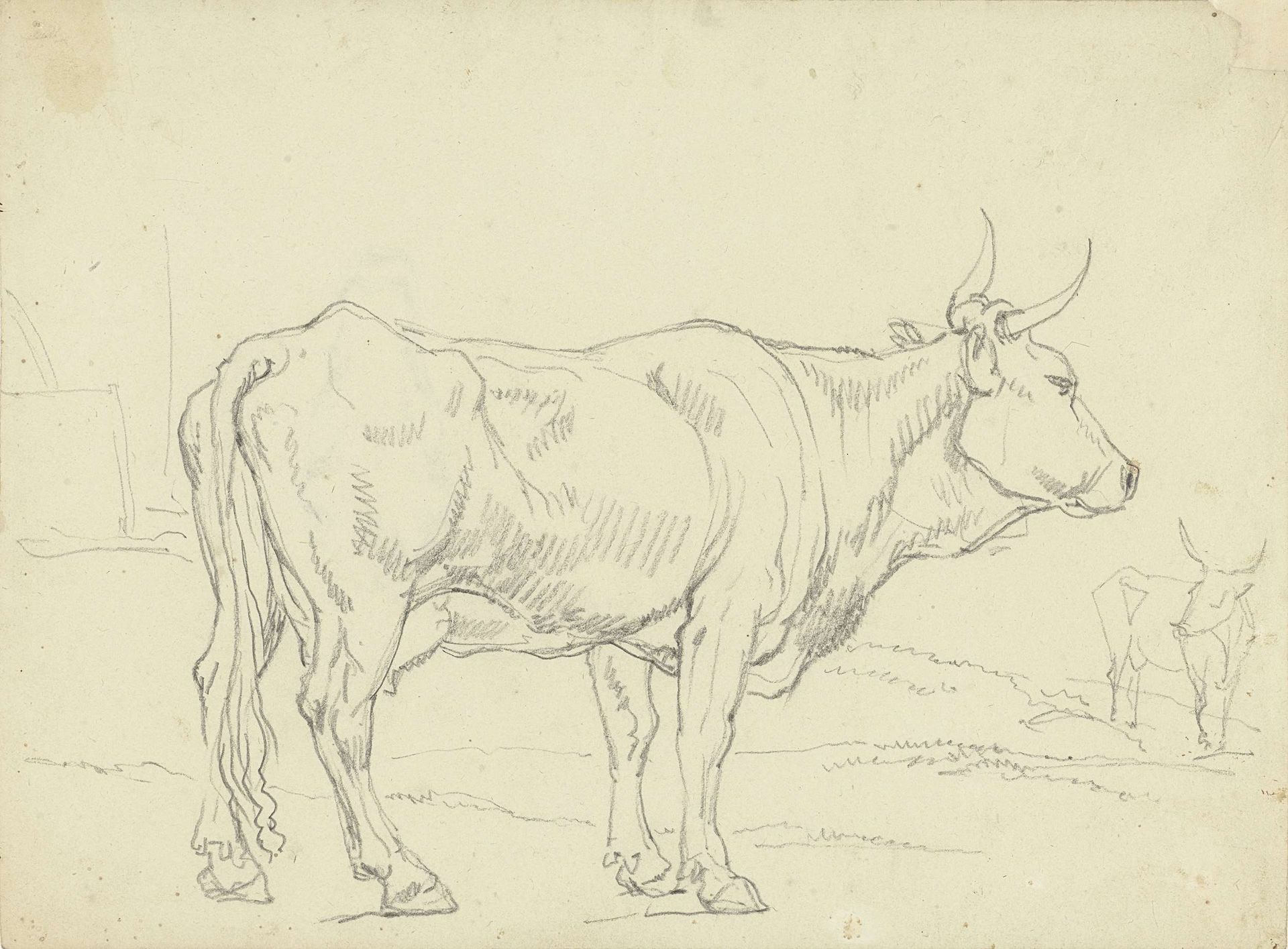 Staande koe, van opzij gezien, naar rechts by Hendrik Voogd