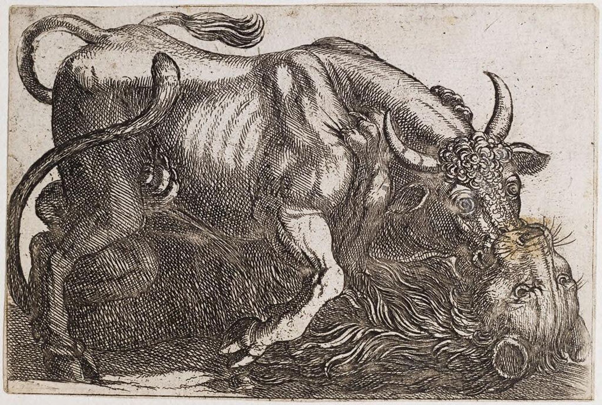 A Bull Fighting a Lion by Antonio Tempesta