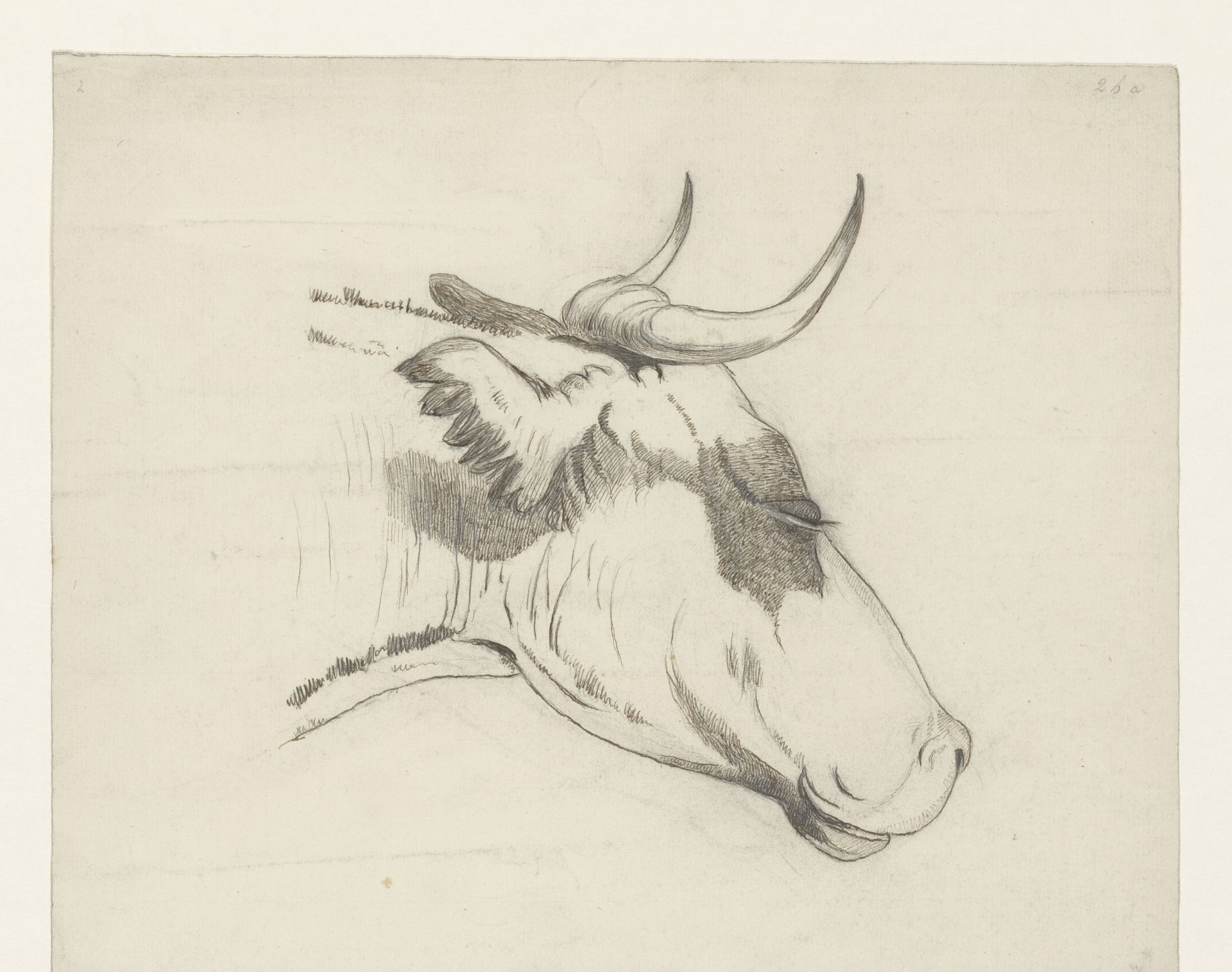 Kop van een rund, naar rechts by Dirk Arnoldus Tavenraat