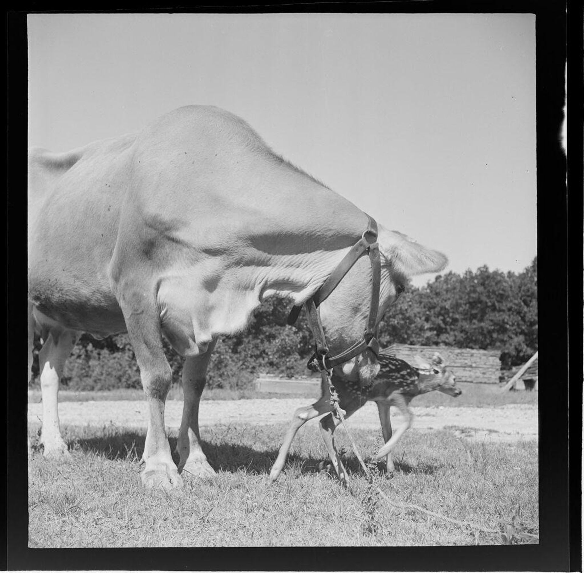 Untitled (baby fawns and cow) by Jack Gould