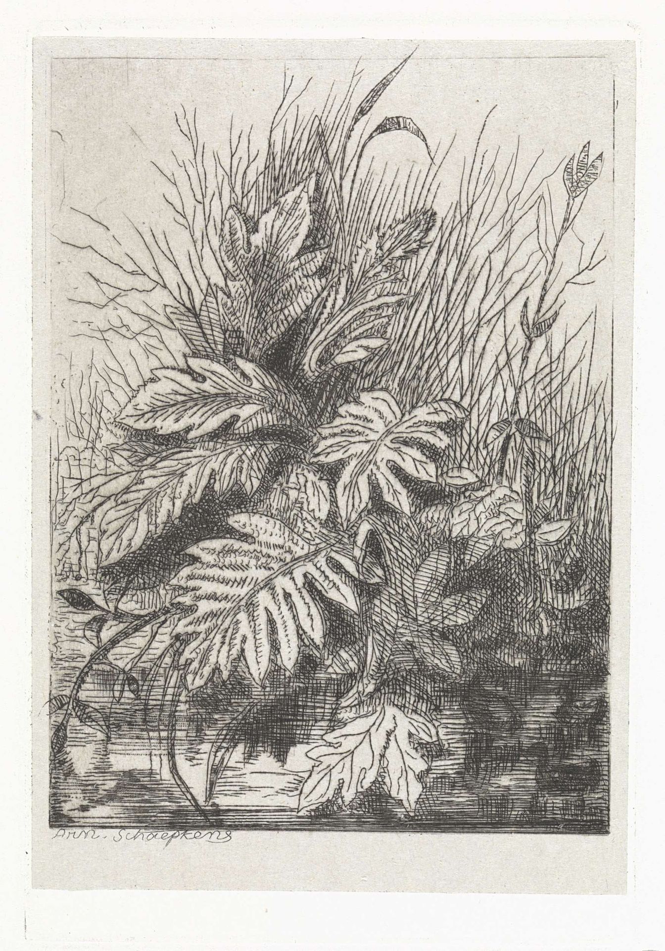 Planten by Arnoud Schaepkens