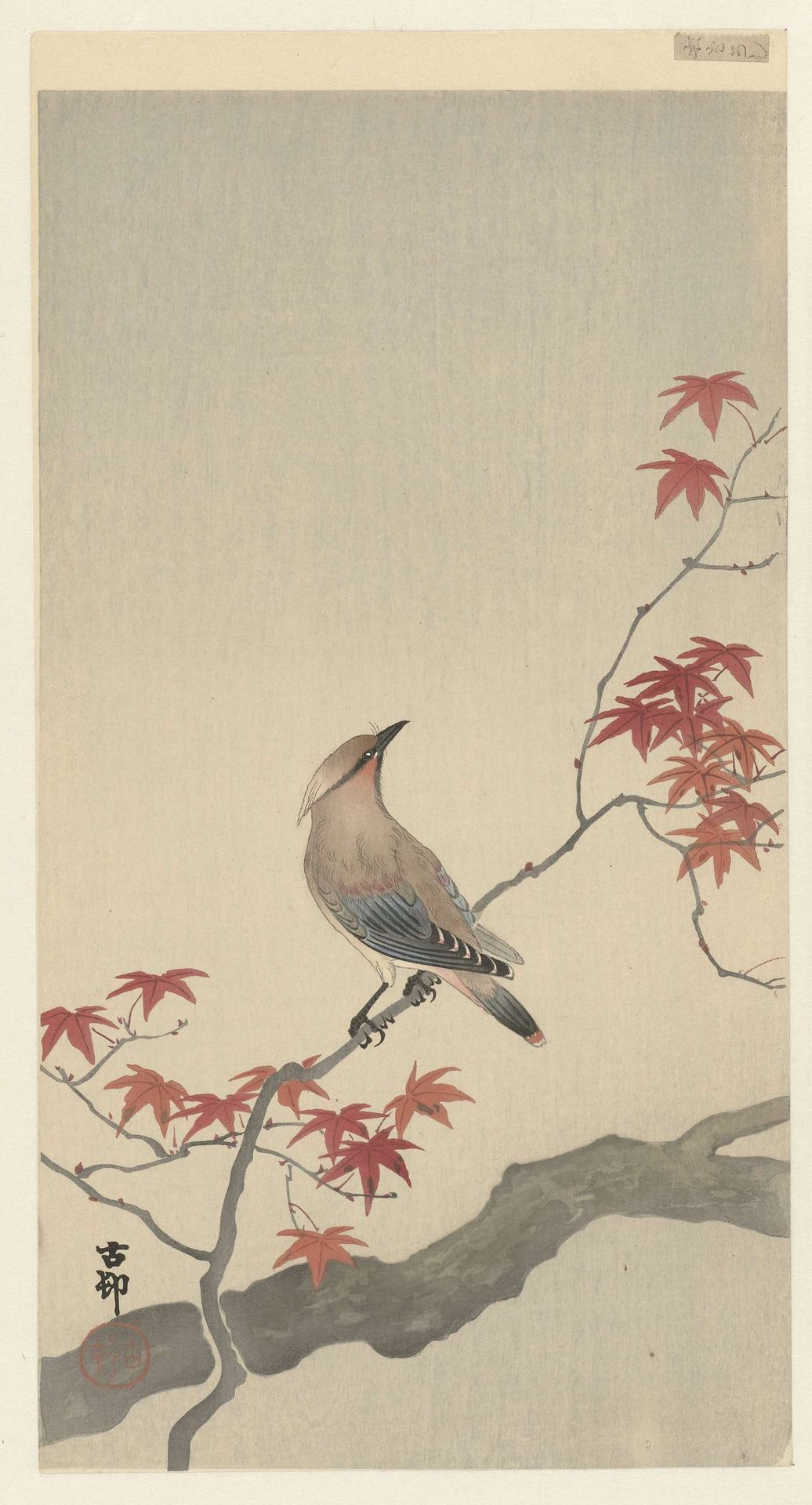 Japanse pestvogel op esdoorn. by Ohara Koson