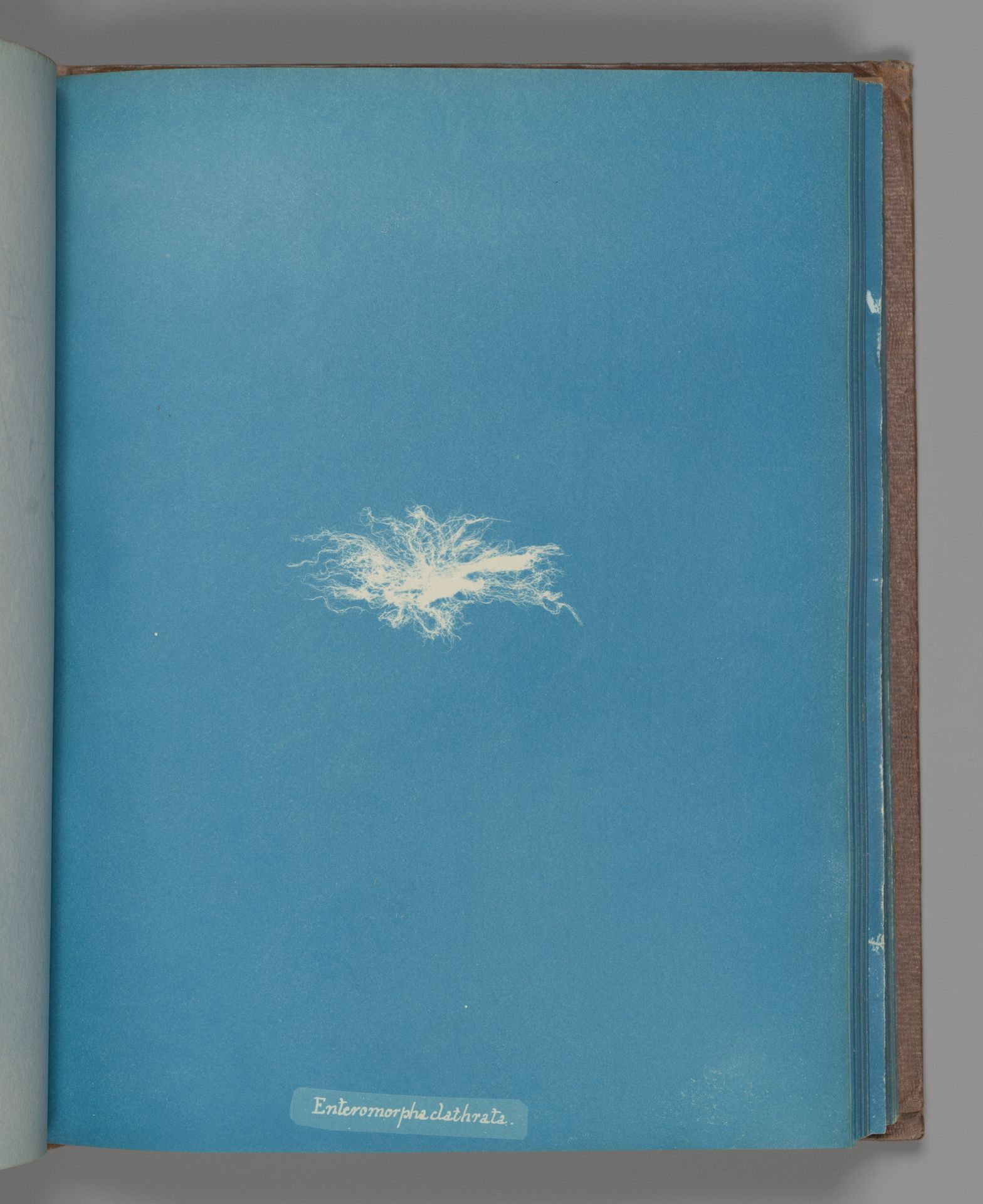 Enteromorpha clathrata by Anna Atkins