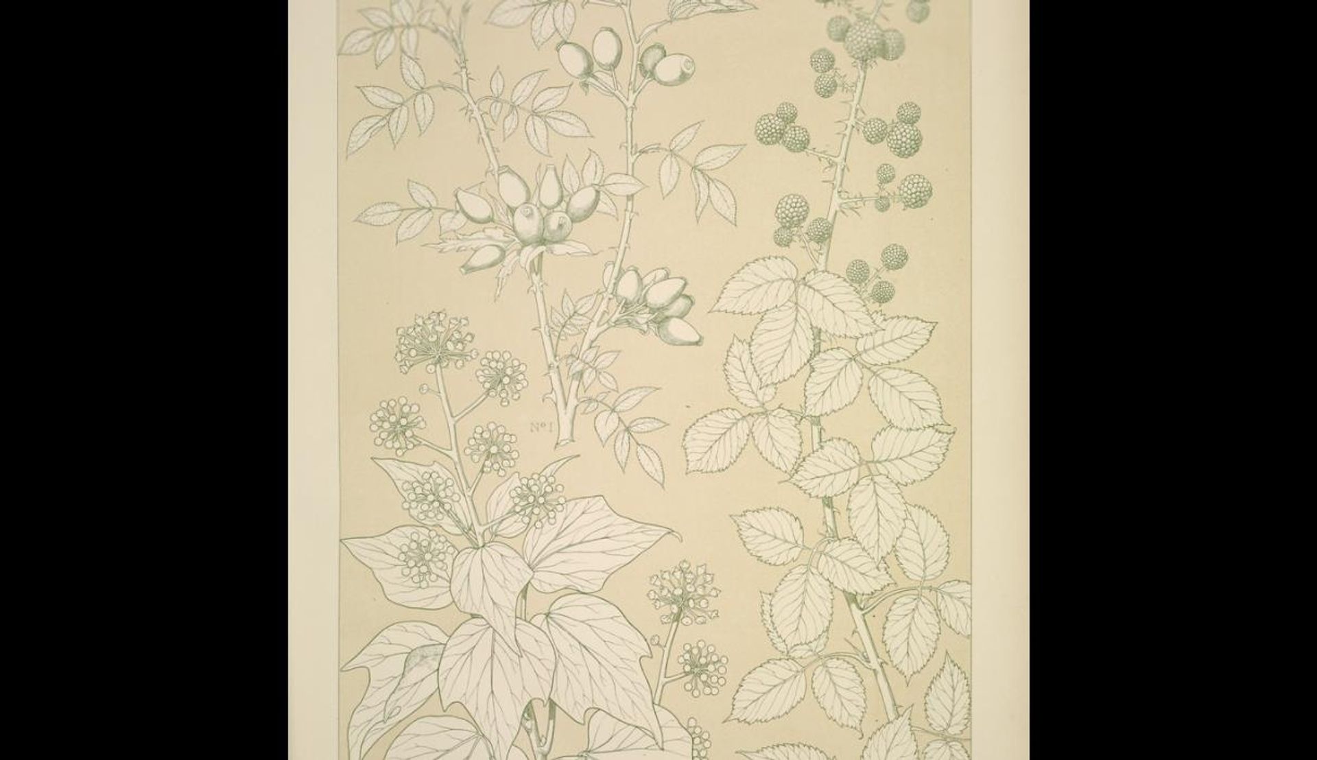 Leaves and Flowers from Nature Ornament no. 6. Wild rose, Ivy and Blackberry full size by Owen Jones
