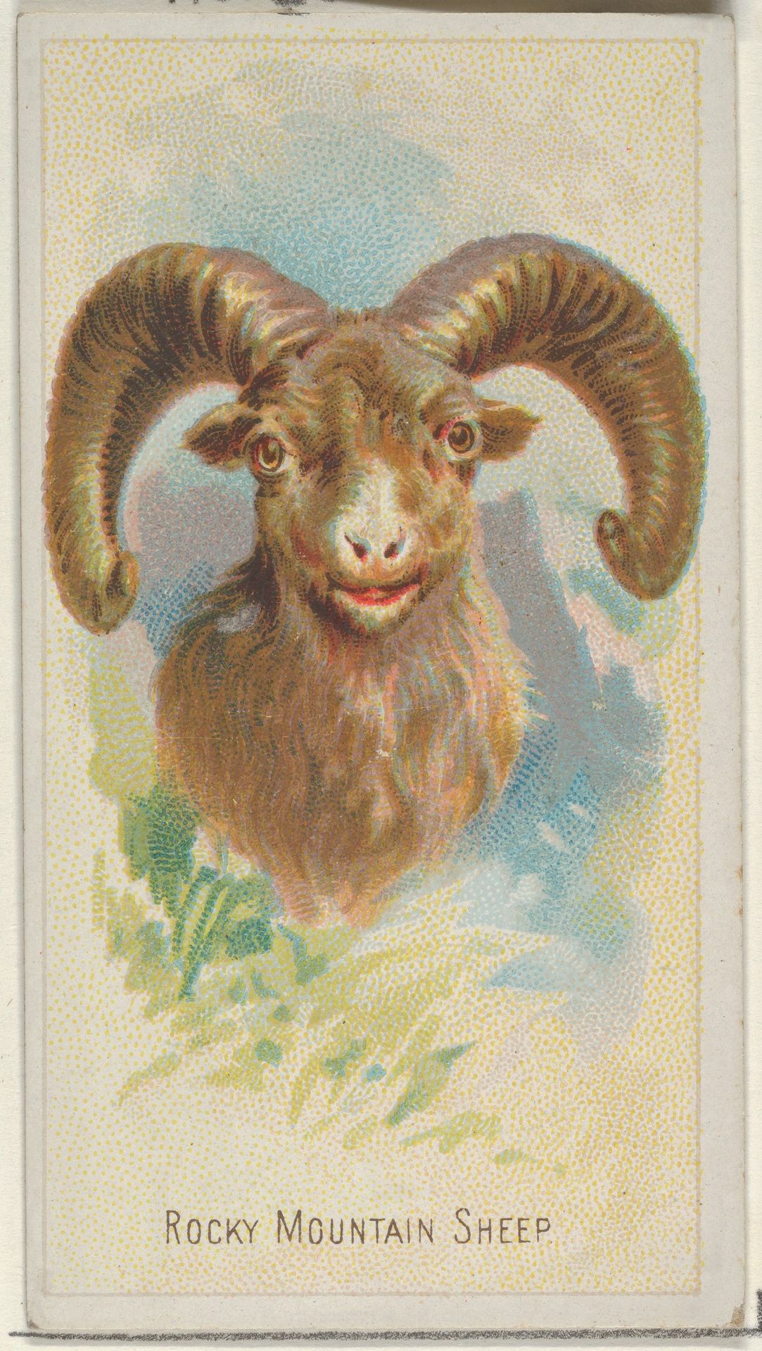 Rocky Mountain Sheep, from the Wild Animals of the World series (N25) for Allen & Ginter Cigarettes by Allen & Ginter