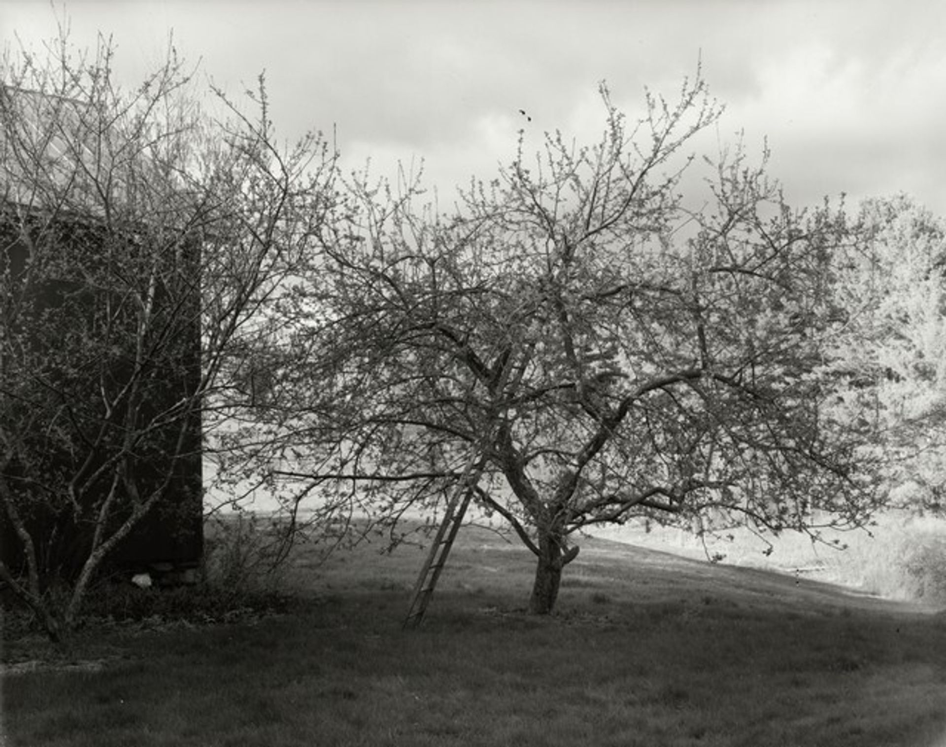 Tompkins County King [Apple Tree near Barn] by John Szarkowski