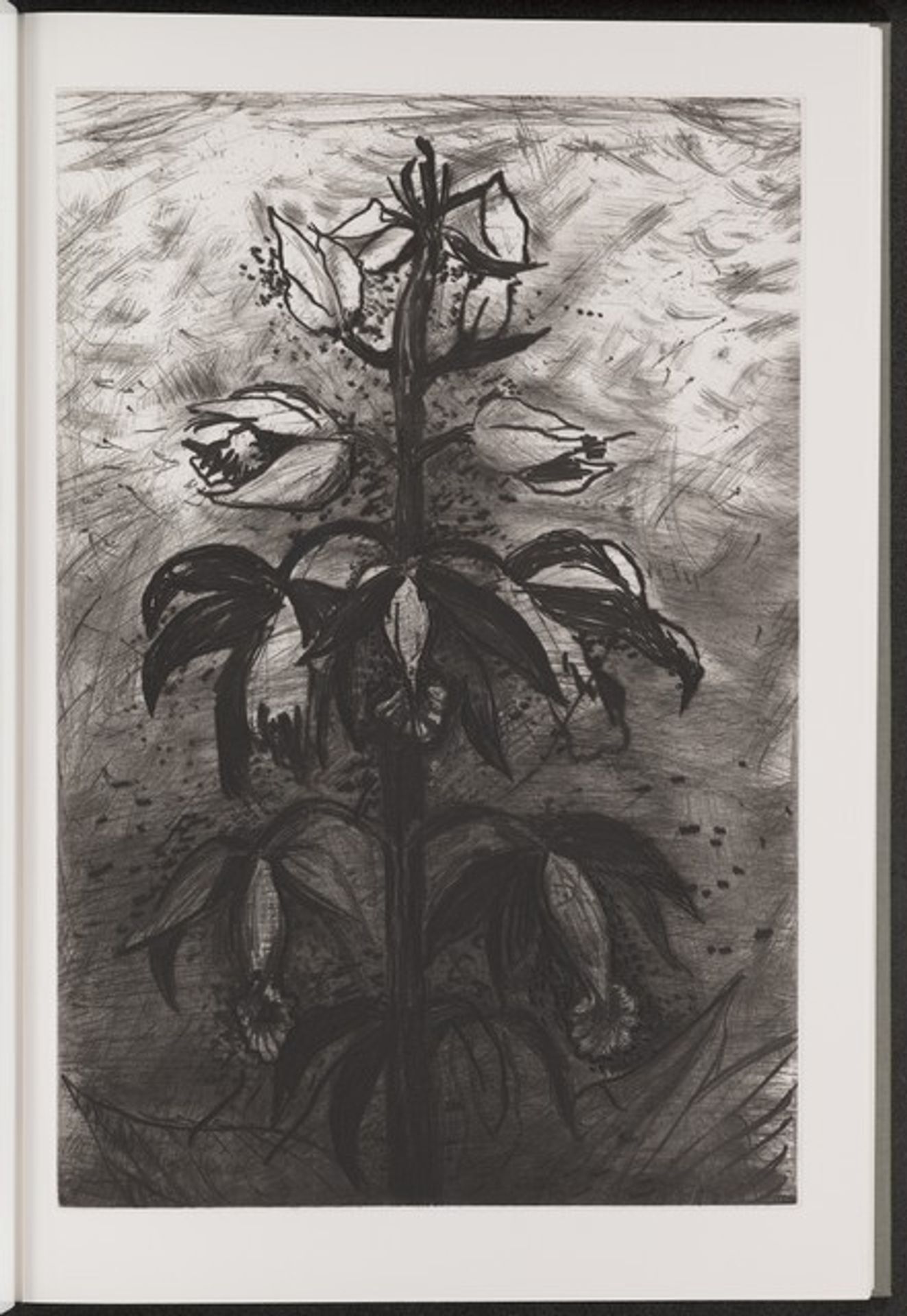 Chinese Limodorum by Jim Dine