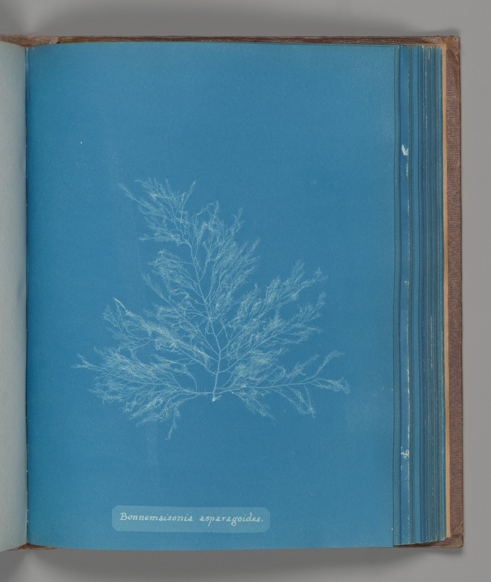 Bonnemaisonia asparagoides by Anna Atkins
