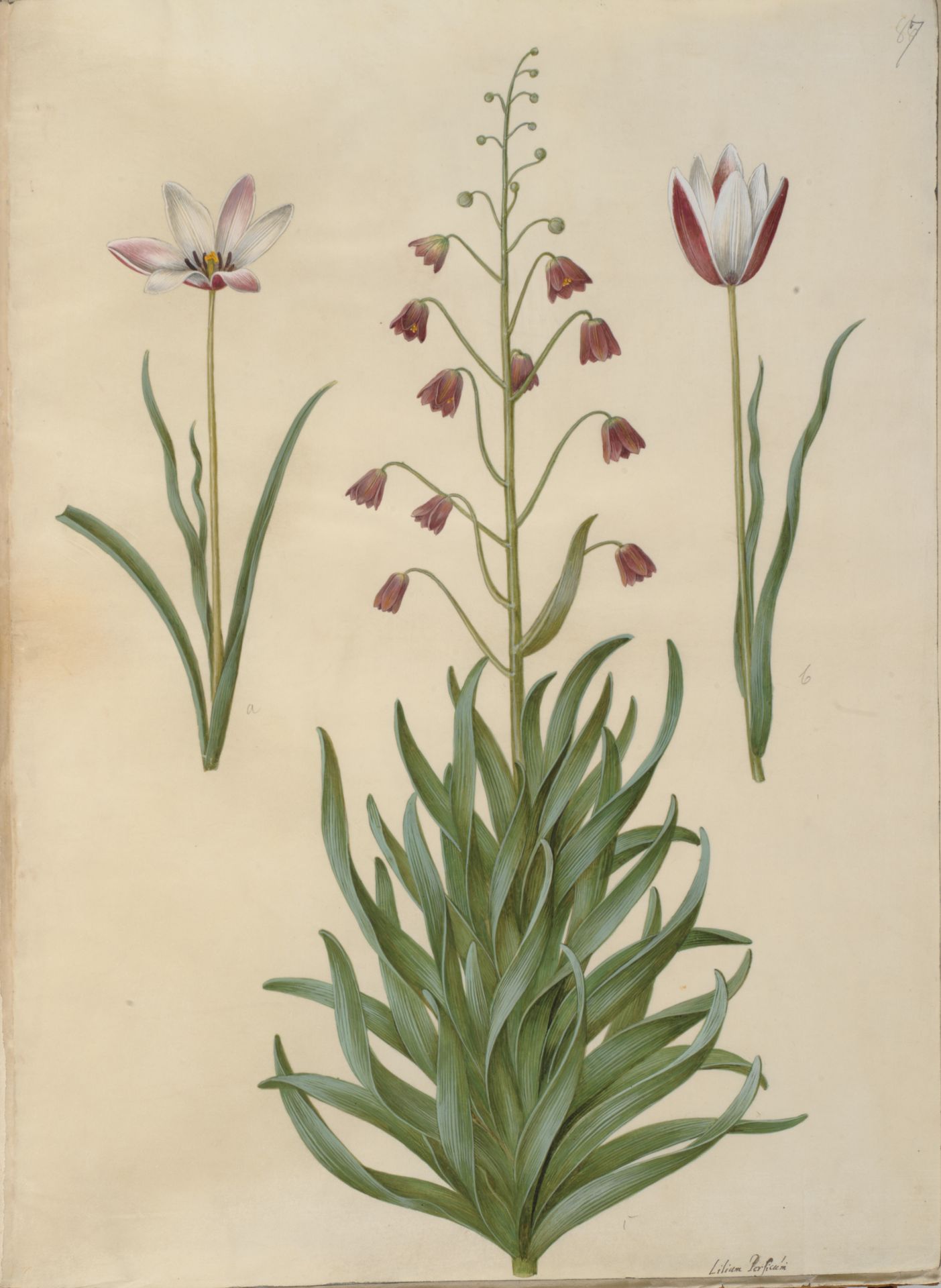 Tulipa clusiana (clusius-tulipan); Fritillaria persica (persisk fritillaria) by Hans Simon Holtzbecker
